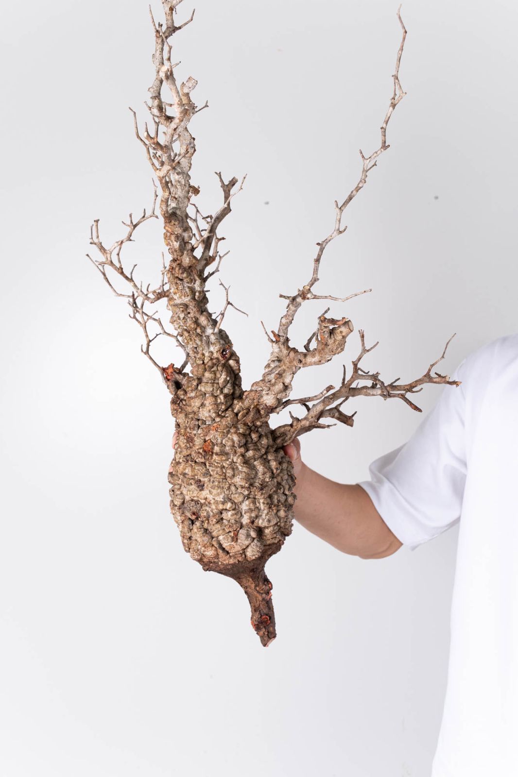 GP124 【チャレンジ株】オペルクリカリア パキプス ベアルート株 NP124 オペルクリカリア パキプス コーデックス ベアルート株