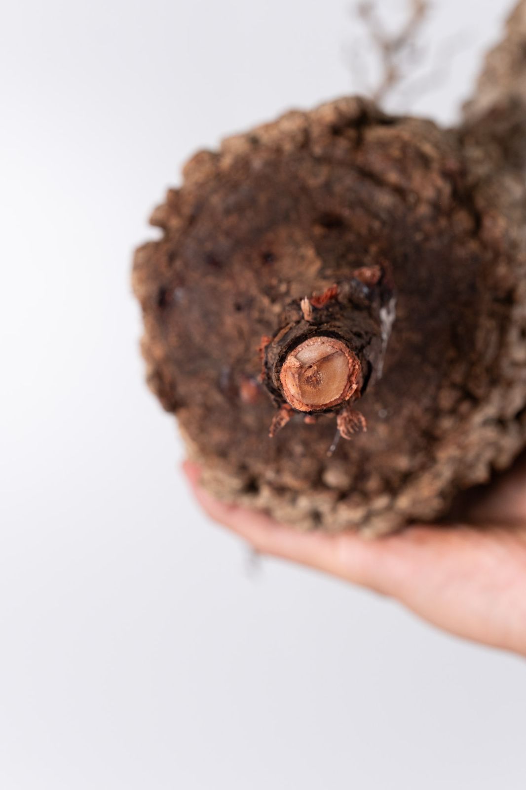 NP124 オペルクリカリア パキプス コーデックス ベアルート株