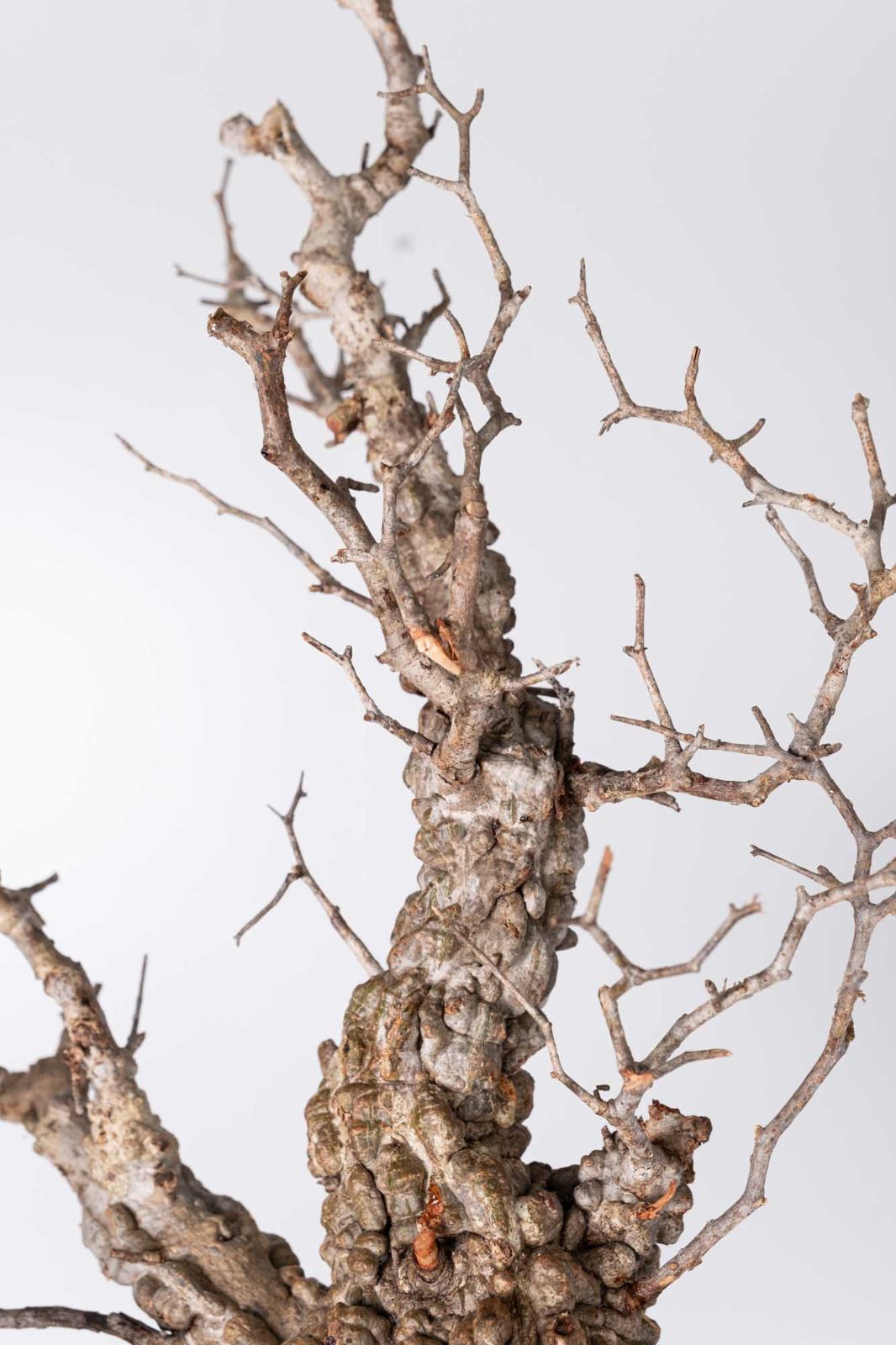 GP124 【チャレンジ株】オペルクリカリア パキプス ベアルート株 NP124 オペルクリカリア パキプス コーデックス ベアルート株