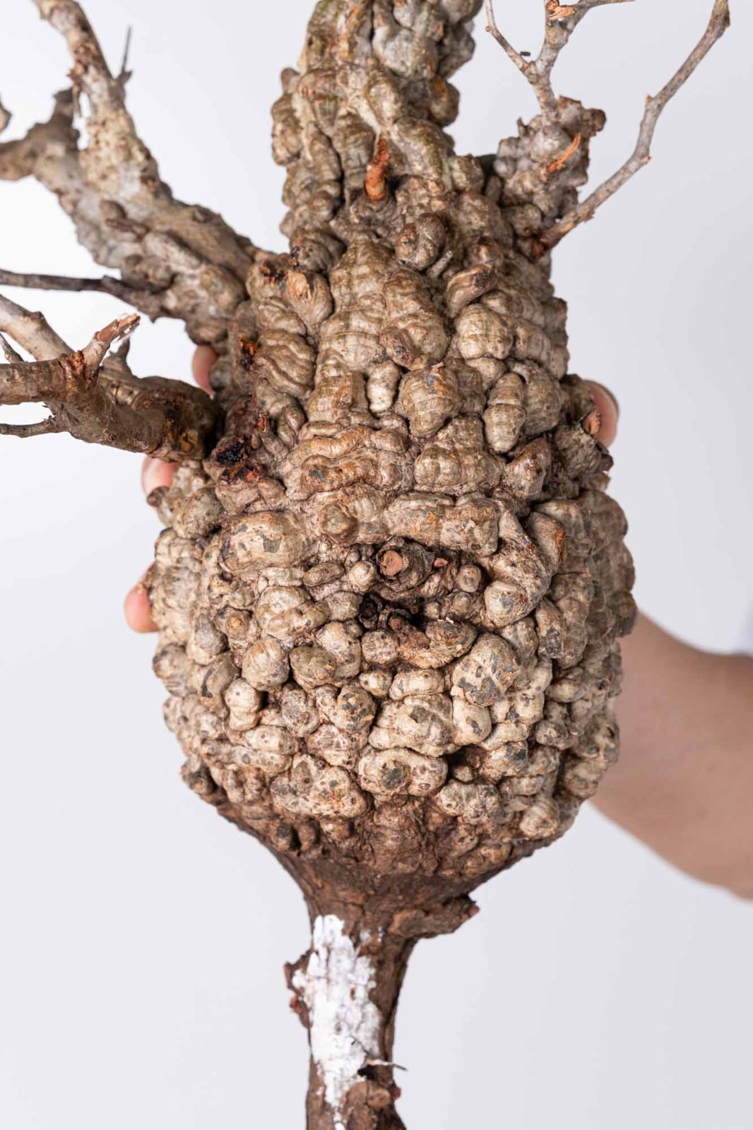 NP124 オペルクリカリア パキプス コーデックス ベアルート株