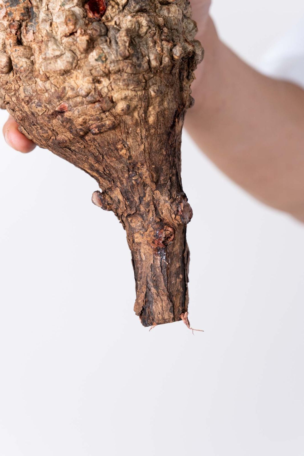 NP126 オペルクリカリア パキプス コーデックス ベアルート株