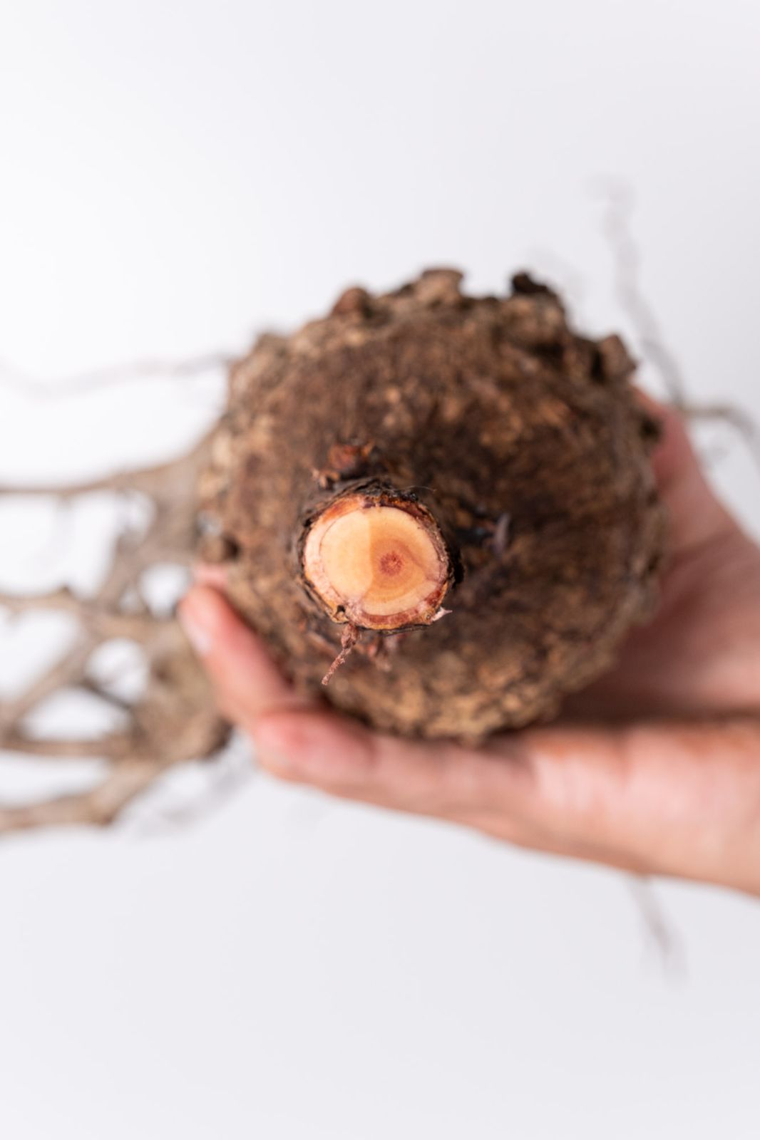 NP126 オペルクリカリア パキプス コーデックス ベアルート株