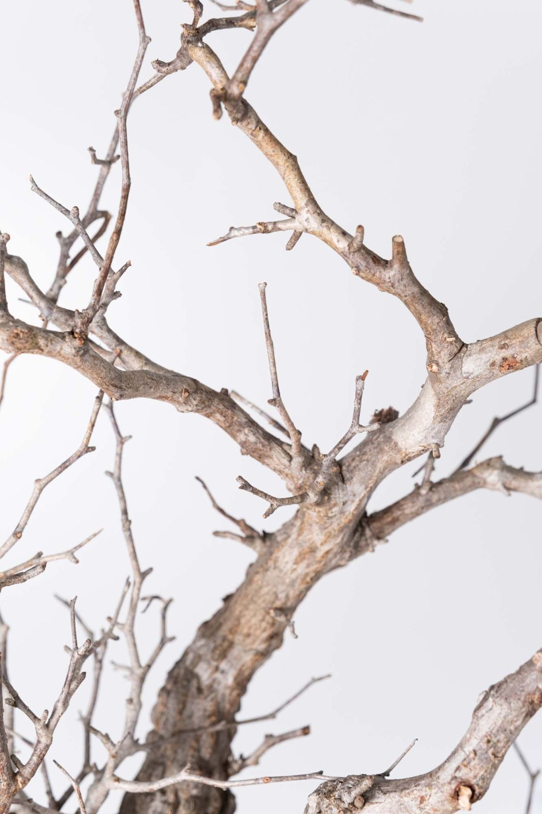 NP126 オペルクリカリア パキプス コーデックス ベアルート株