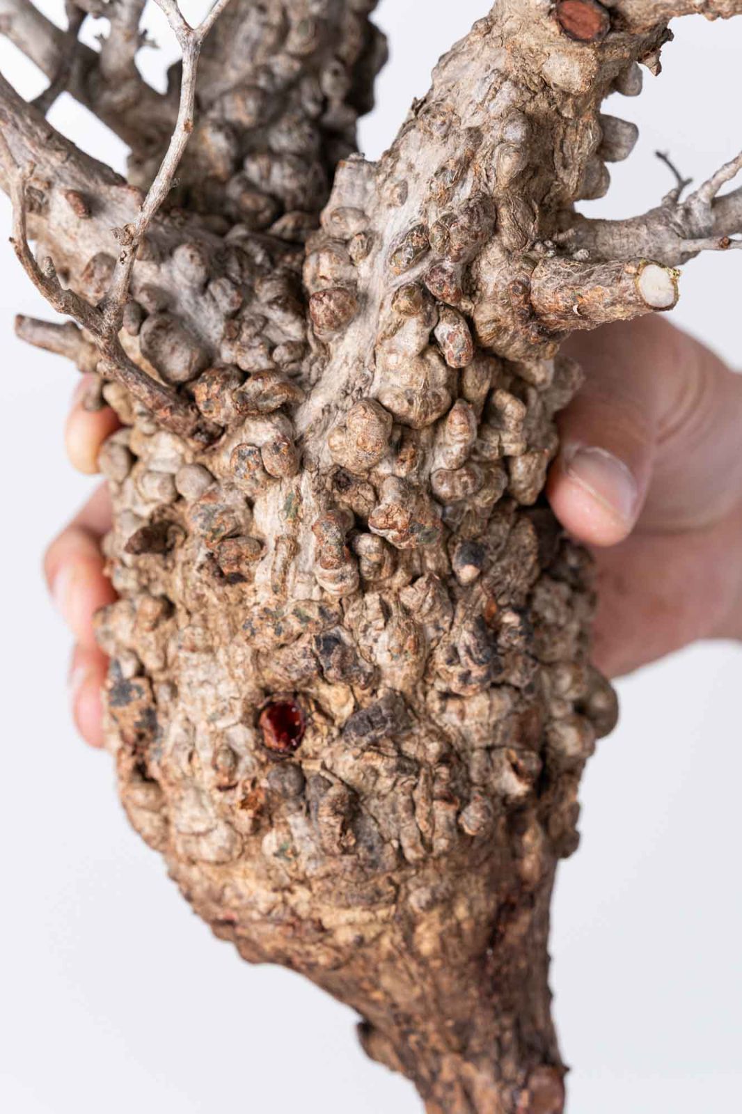 NP126 オペルクリカリア パキプス コーデックス ベアルート株