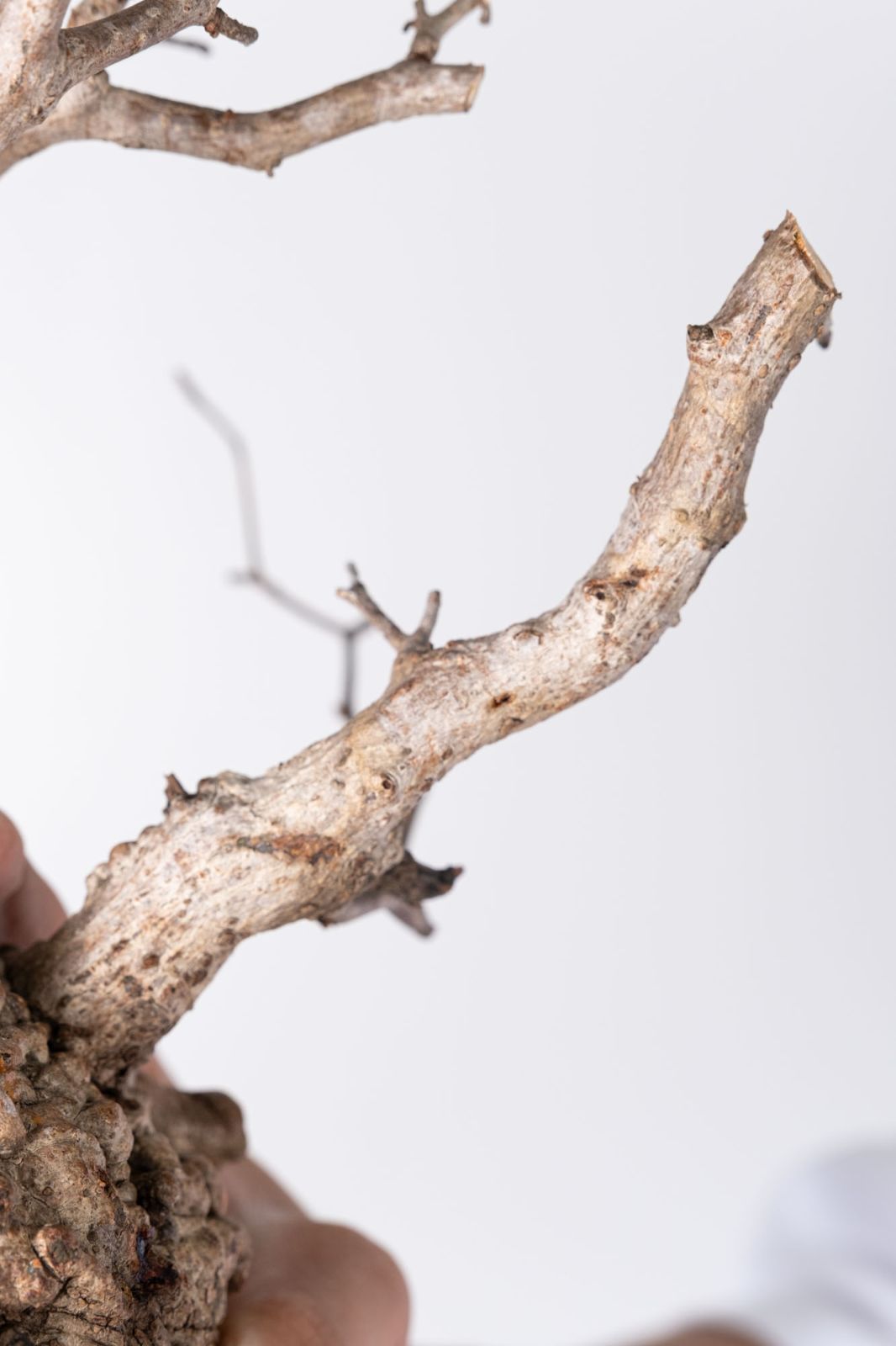 KP127 オペルクリカリア パキプス コーデックス ベアルート株 KP127