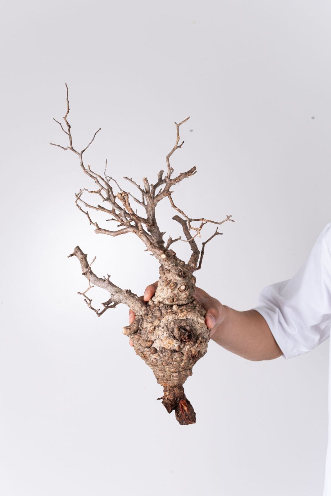 NP127 オペルクリカリア パキプス コーデックス ベアルート株 - メルカリ