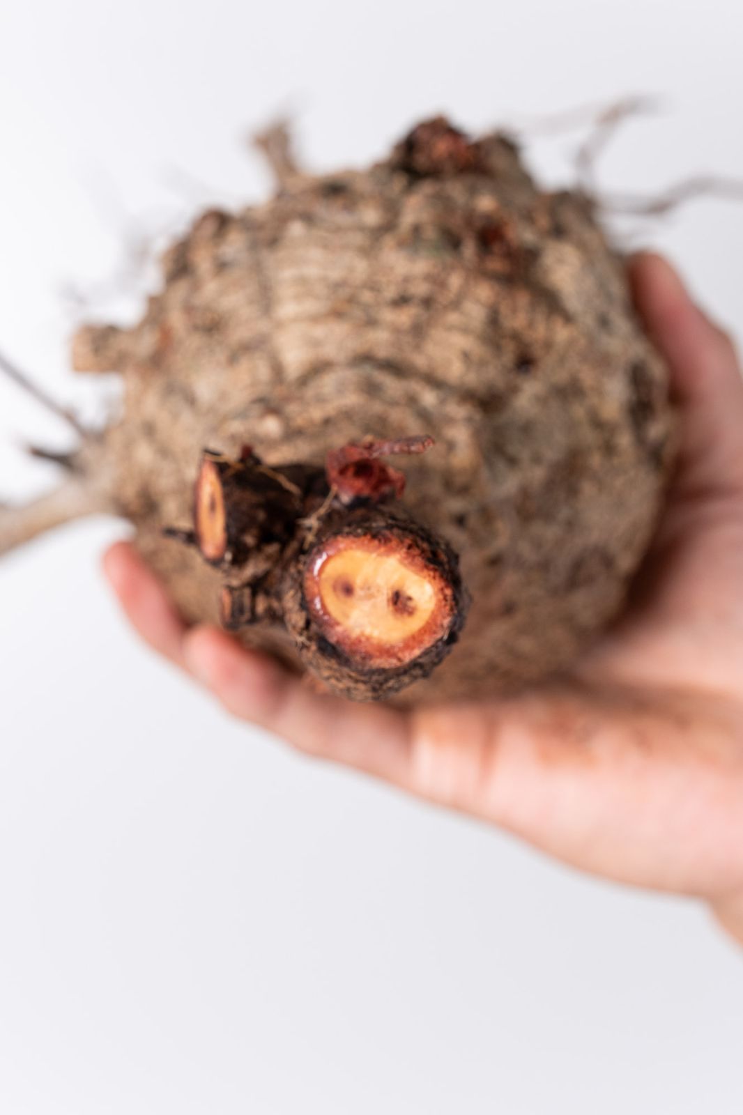 NP127 オペルクリカリア パキプス コーデックス ベアルート株 - メルカリ