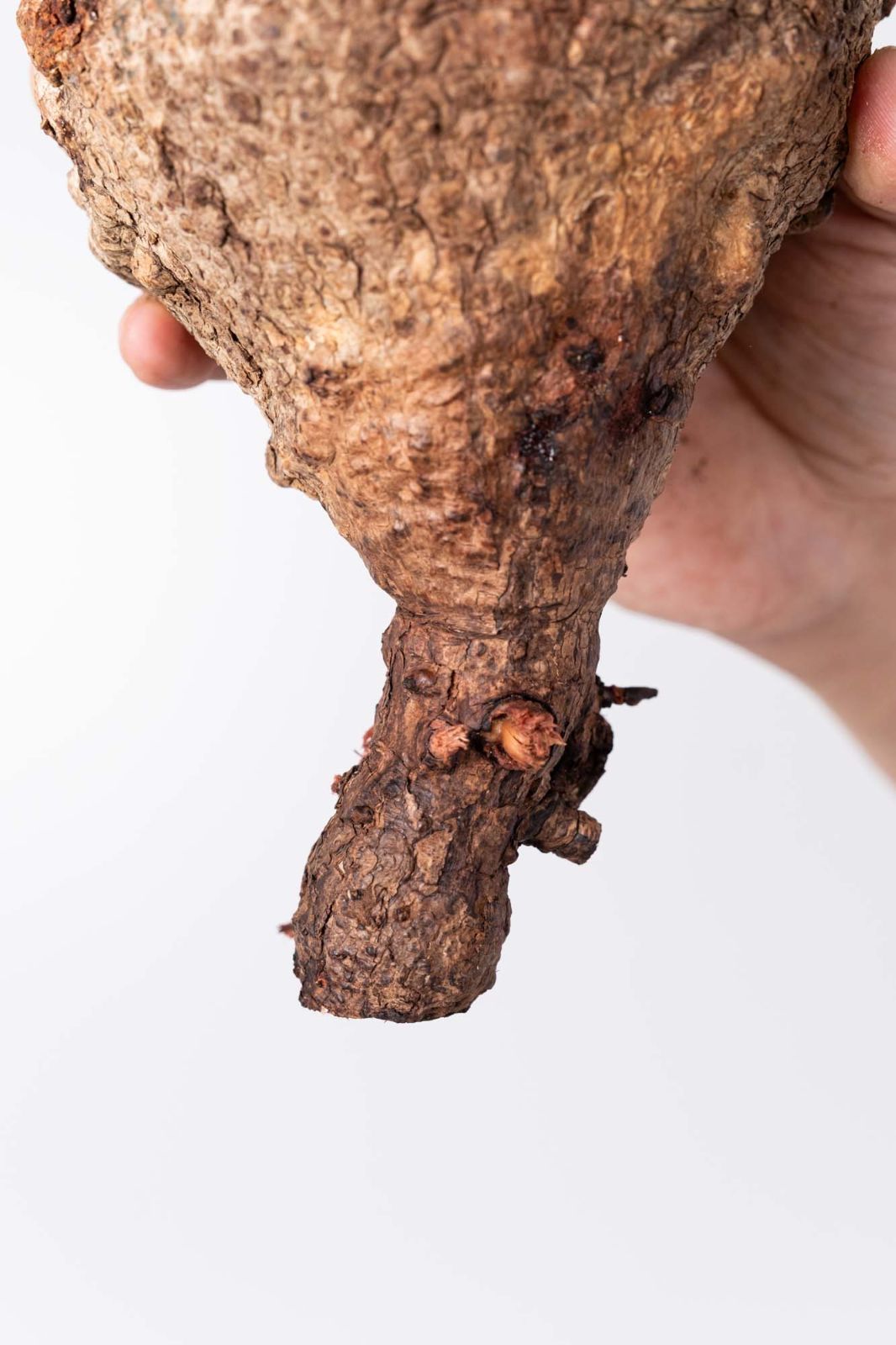 NP127 オペルクリカリア パキプス コーデックス ベアルート株 - メルカリ