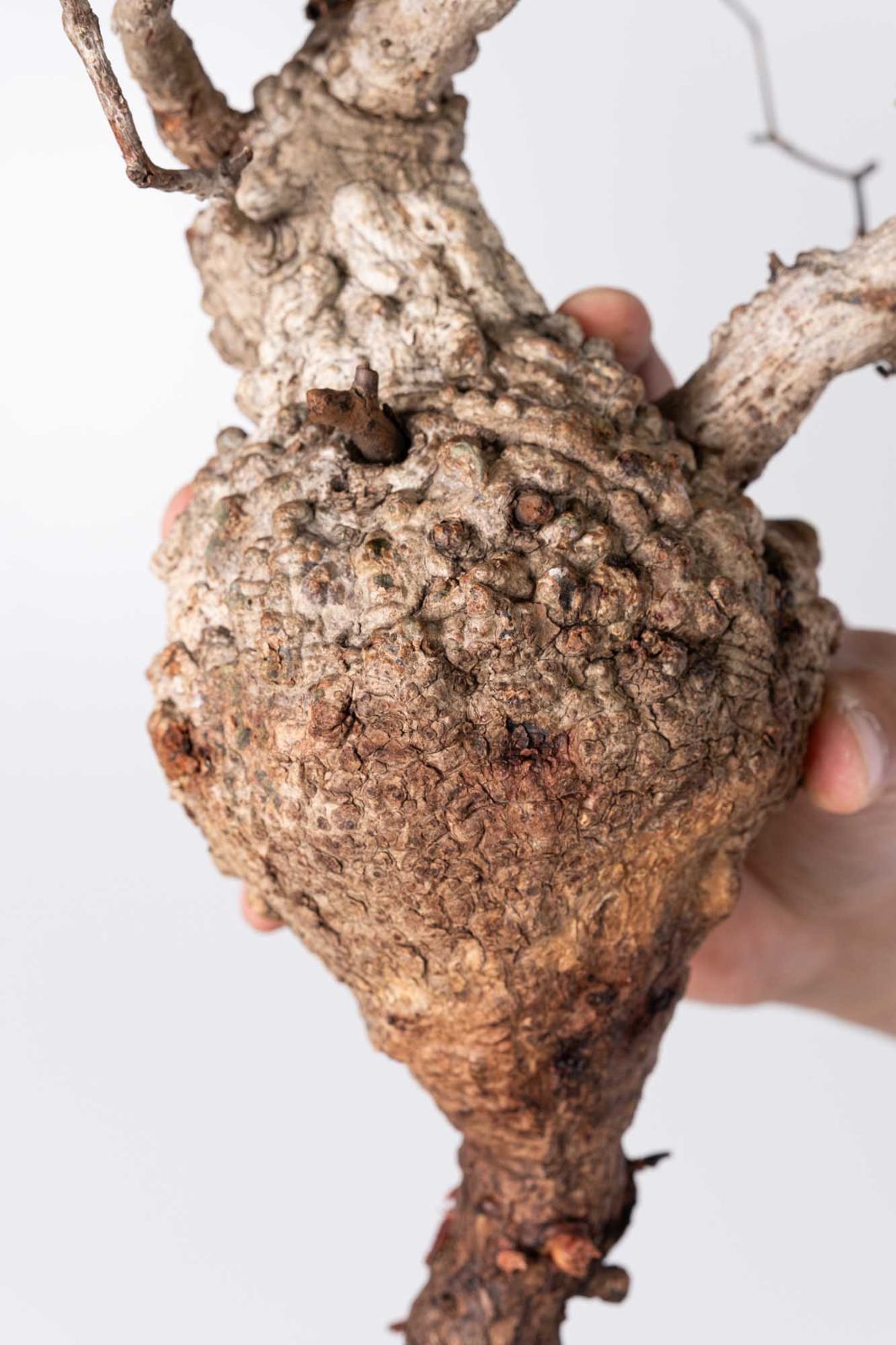 KP127 オペルクリカリア パキプス コーデックス ベアルート株 KP127