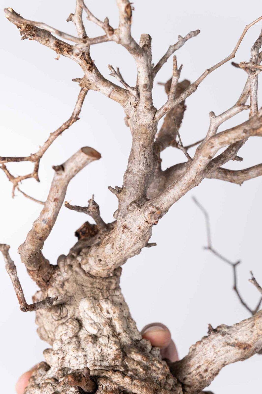 NP127 オペルクリカリア パキプス コーデックス ベアルート株 - メルカリ