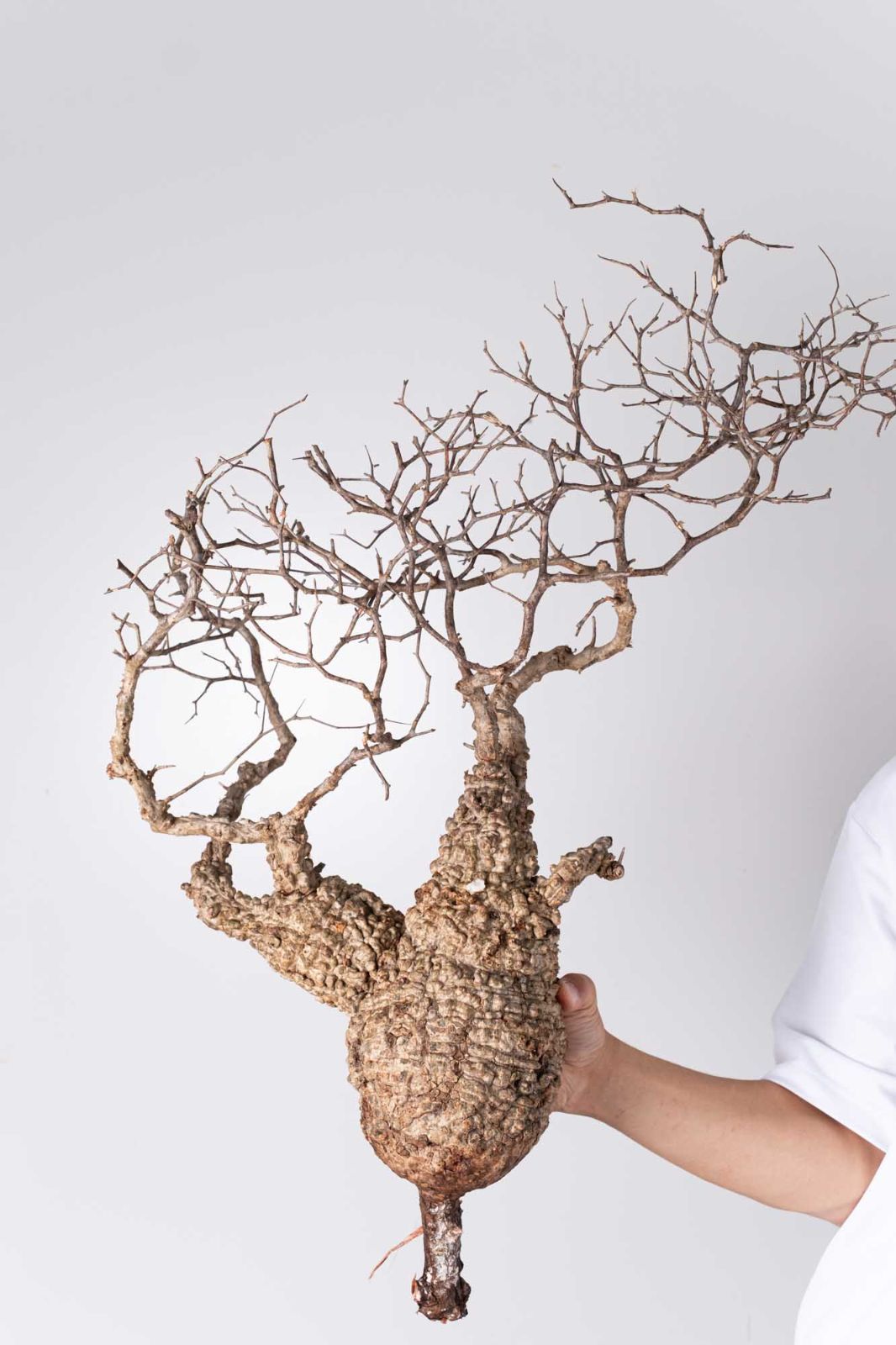 NP131 オペルクリカリア パキプス コーデックス ベアルート株