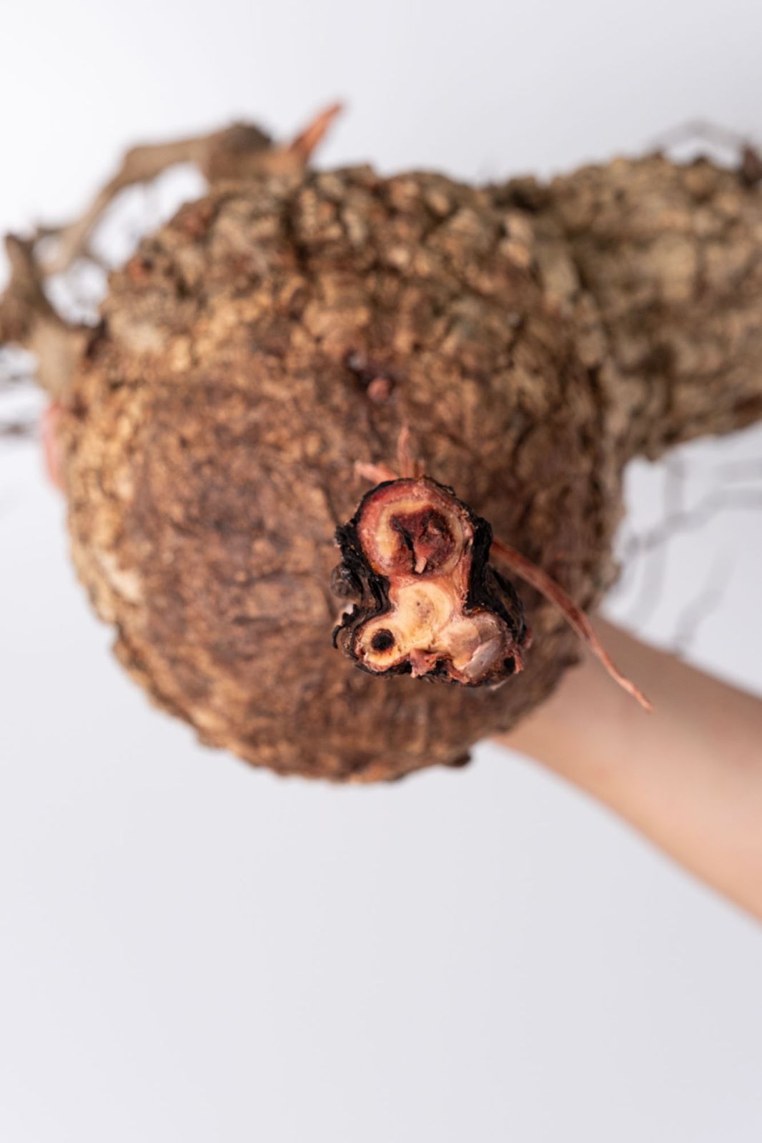 NP131 オペルクリカリア パキプス コーデックス ベアルート株