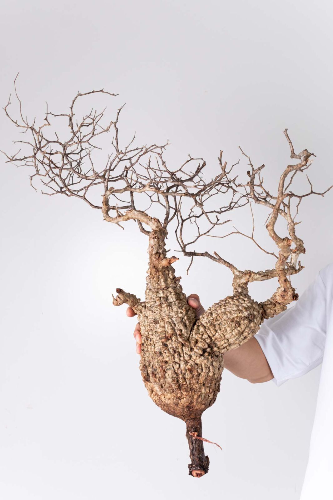 NP131 オペルクリカリア パキプス コーデックス ベアルート株