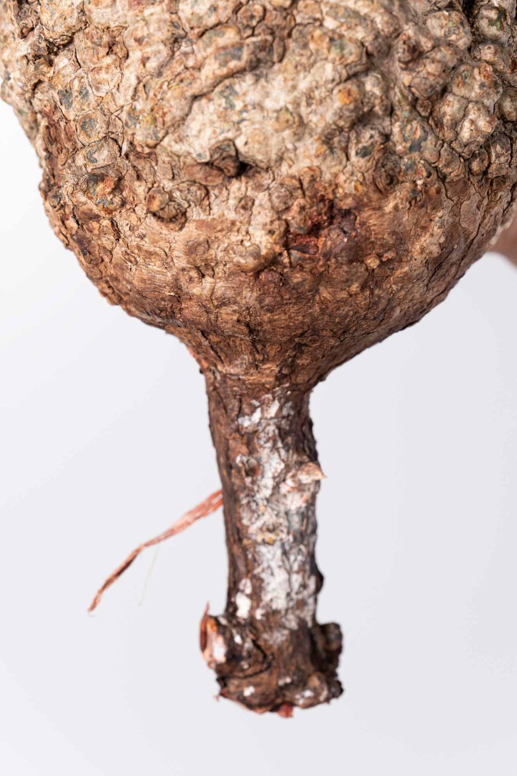 GP135 オペルクリカリア パキプス コーデックス ベアルート株 GP135