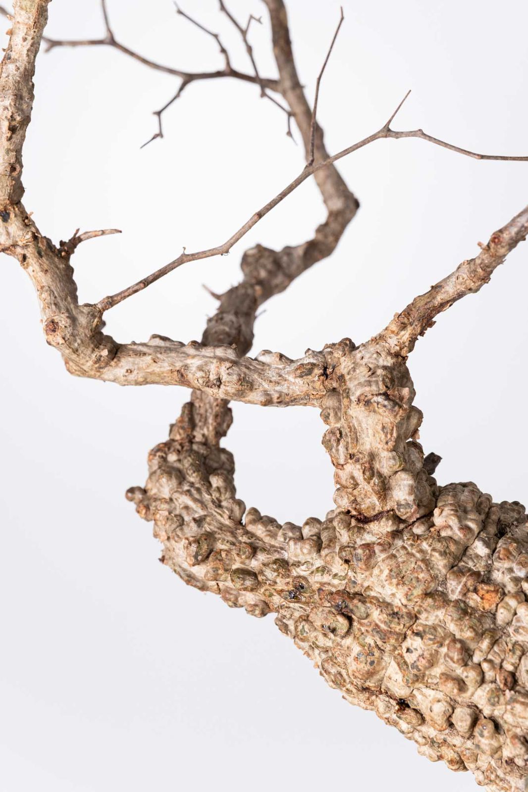 KP81 オペルクリカリア パキプス コーデックス ベアルート株 NP108