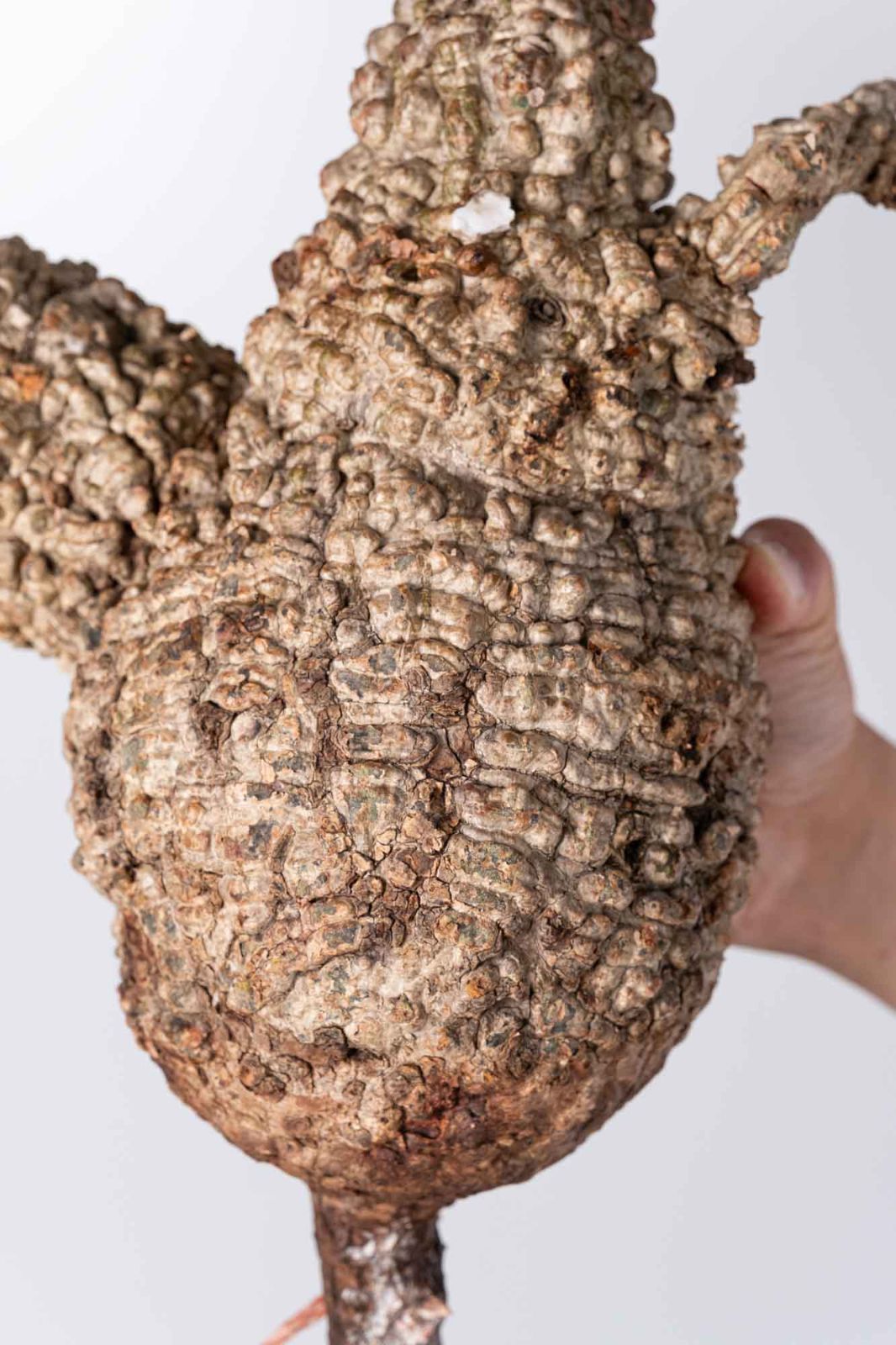 GP135 オペルクリカリア パキプス コーデックス ベアルート株 GP135