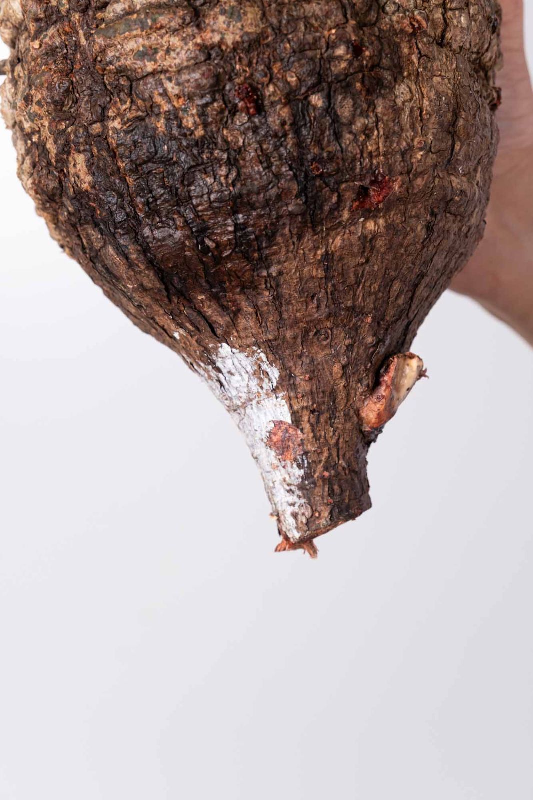 NP134 オペルクリカリア パキプス コーデックス ベアルート株 - メルカリ