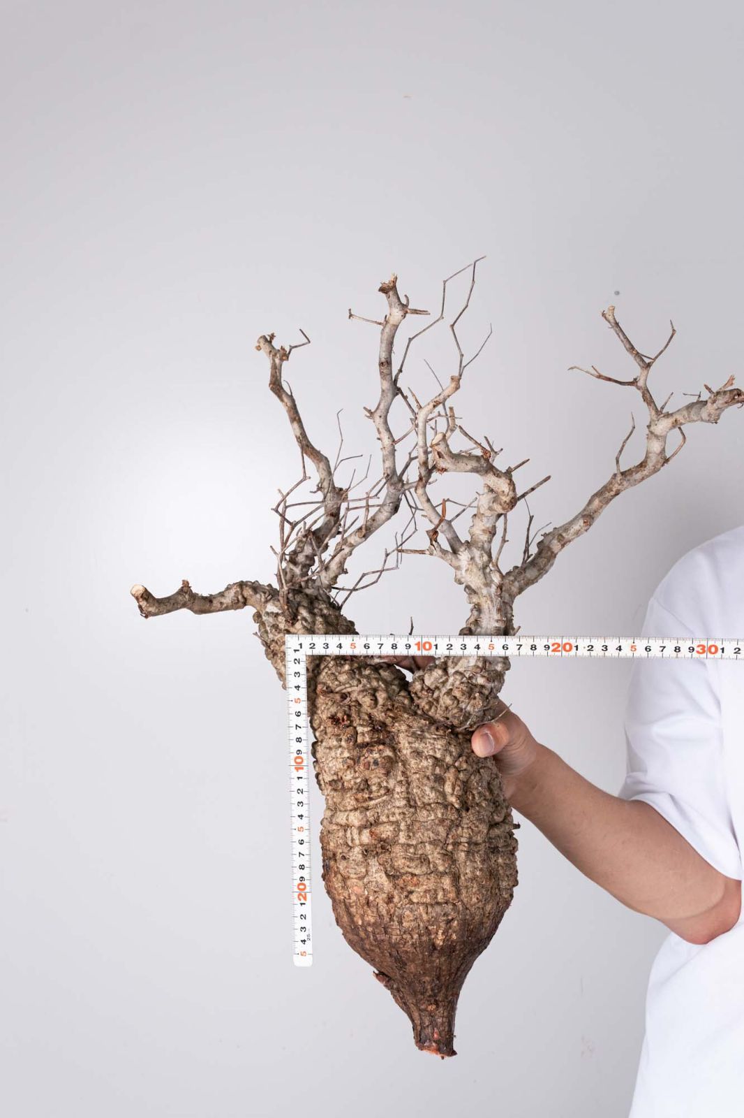 NP134 オペルクリカリア パキプス コーデックス ベアルート株 - メルカリ