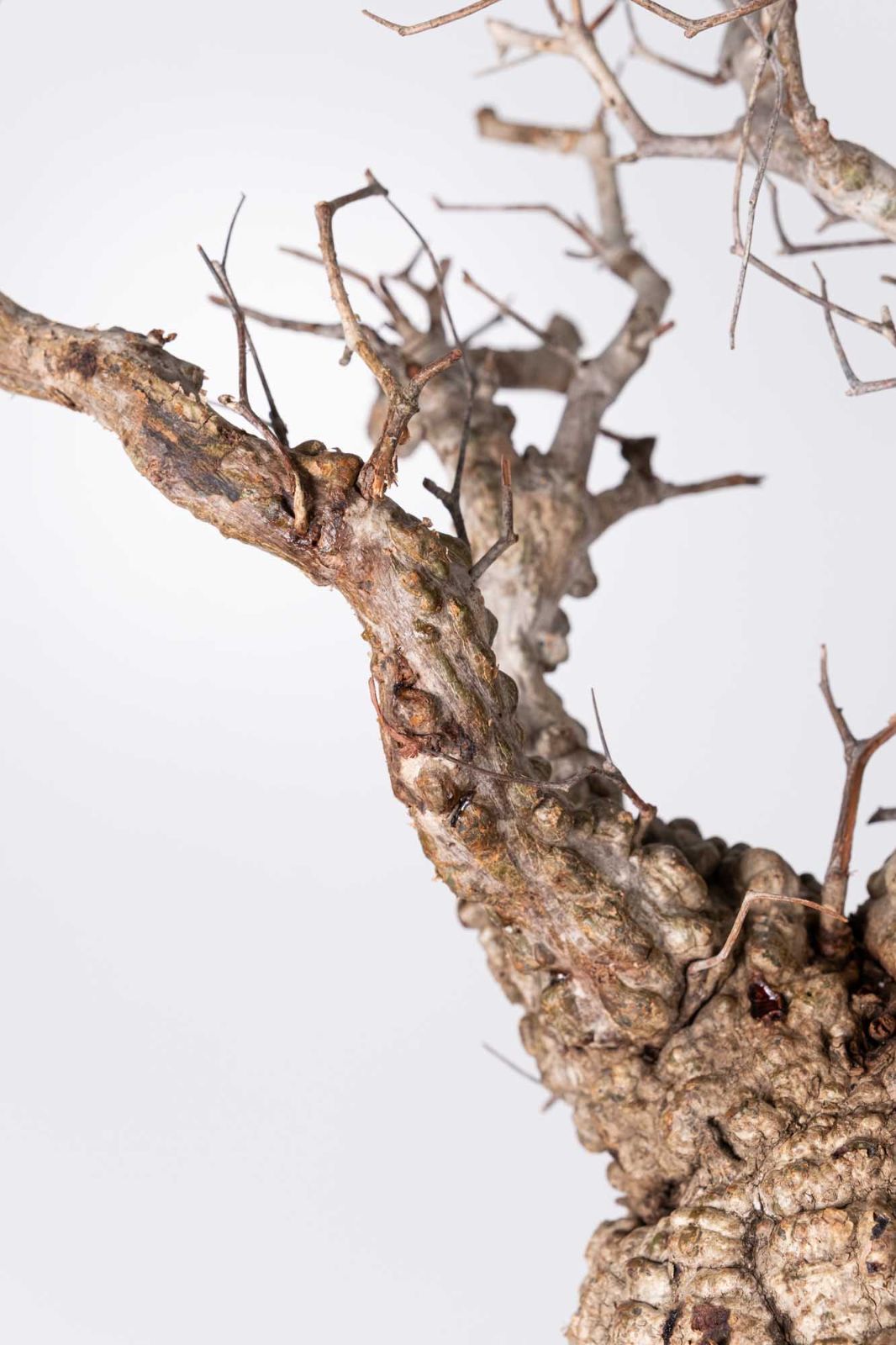 NP134 オペルクリカリア パキプス コーデックス ベアルート株 - メルカリ