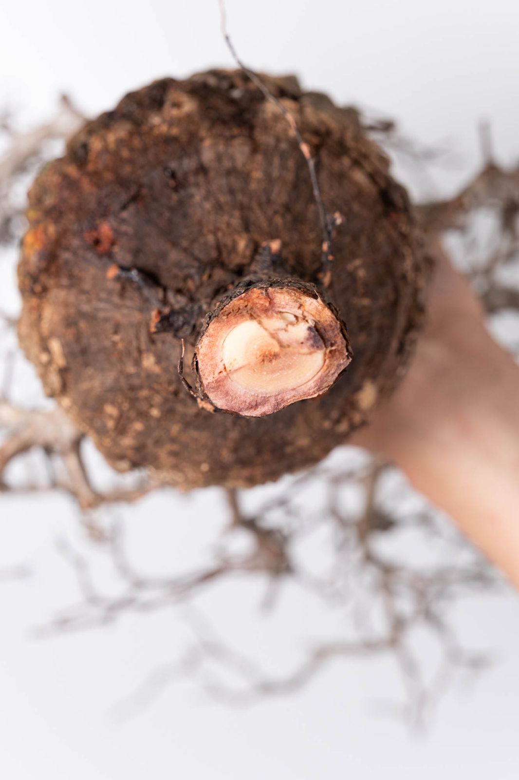 NP139 オペルクリカリア パキプス コーデックス ベアルート株