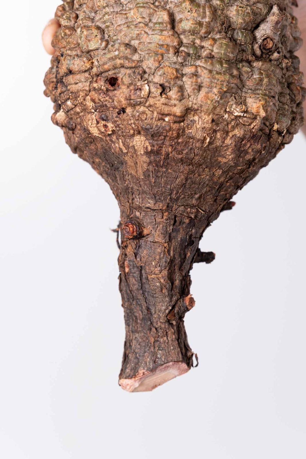 NP139 オペルクリカリア パキプス コーデックス ベアルート株 - メルカリ