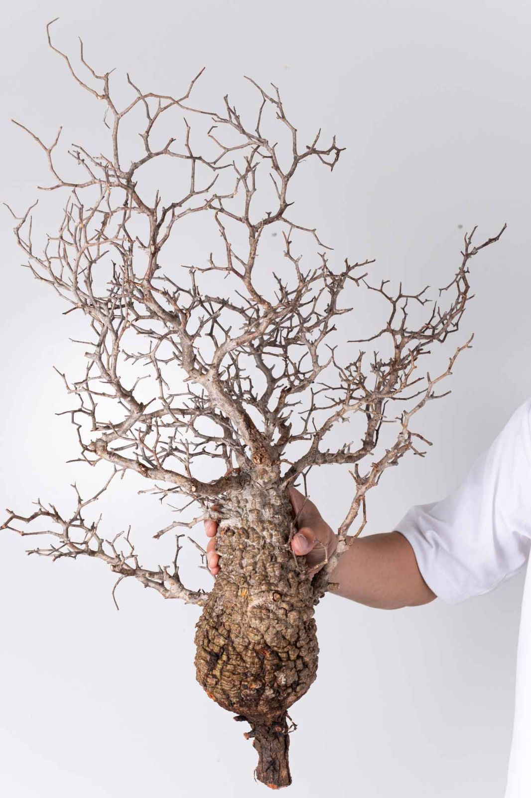 NP139 オペルクリカリア パキプス コーデックス ベアルート株 - メルカリ