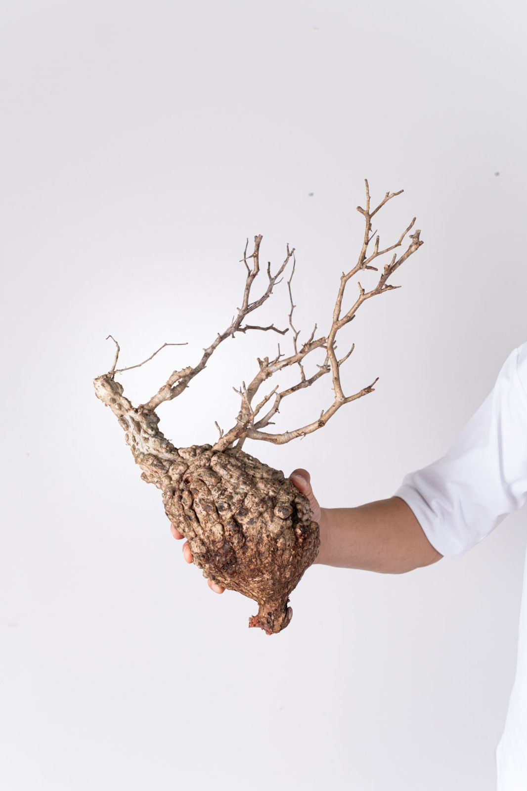 NP140 オペルクリカリア パキプス コーデックス ベアルート株 - メルカリ