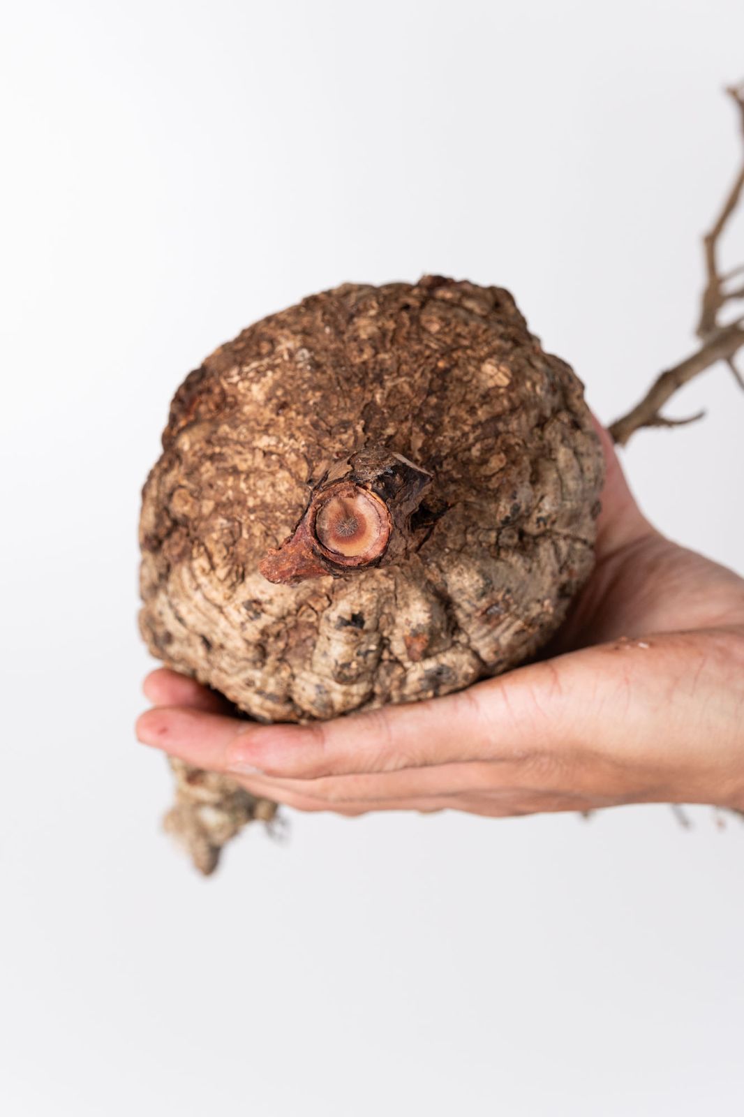 BP90 オペルクリカリア パキプス コーデックス ベアルート株 NP140 オペルクリカリア パキプス コーデックス ベアルート株 - メルカリ