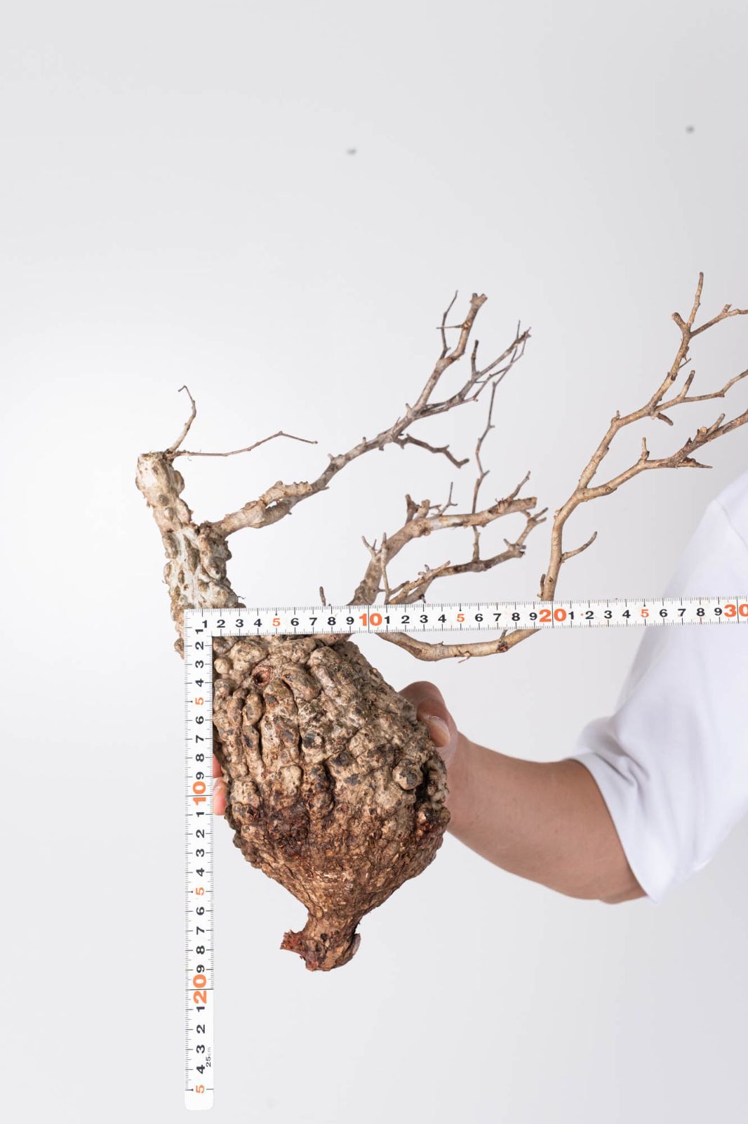 NP140 オペルクリカリア パキプス コーデックス ベアルート株