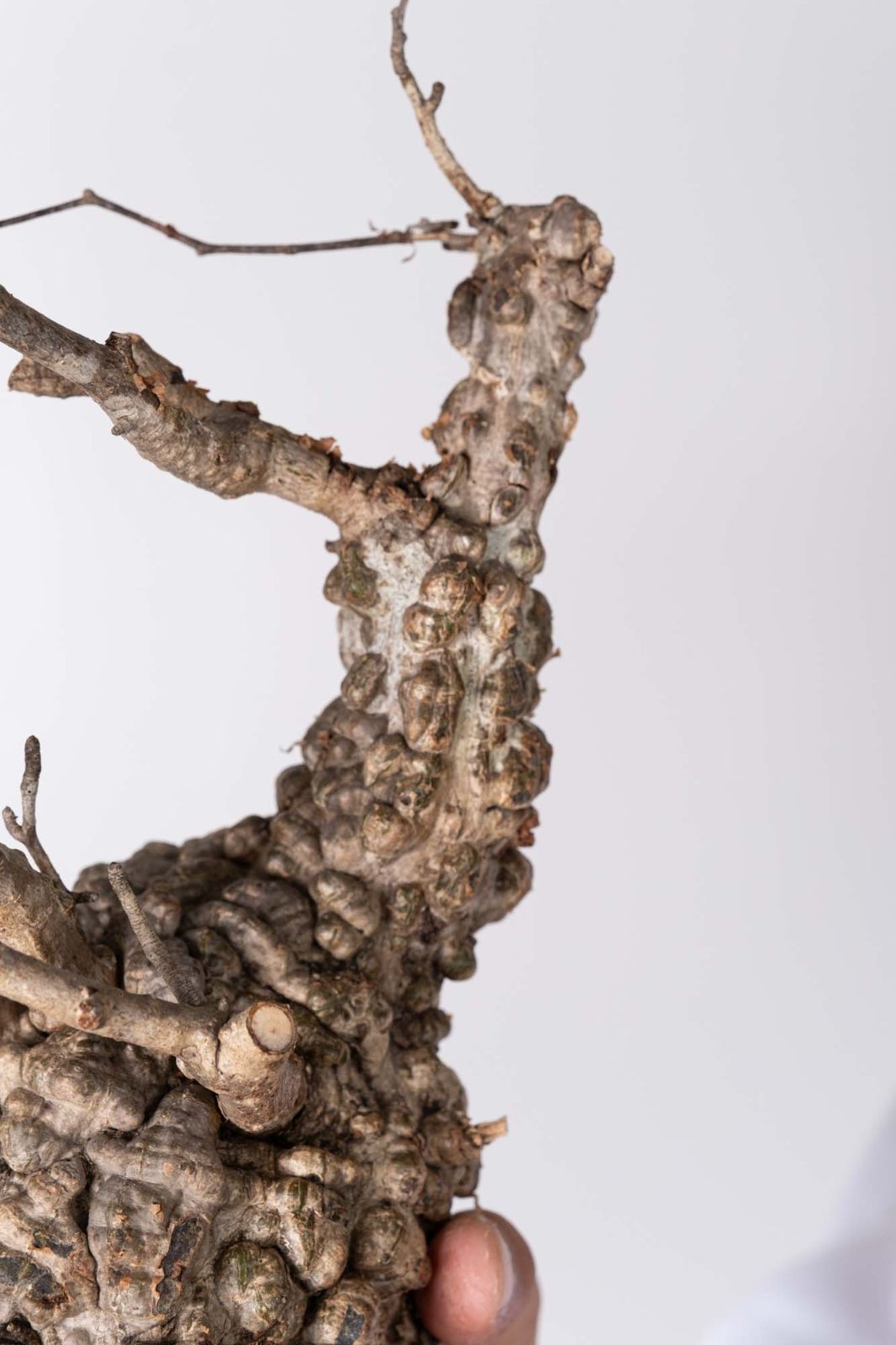 NP140 オペルクリカリア パキプス コーデックス ベアルート株