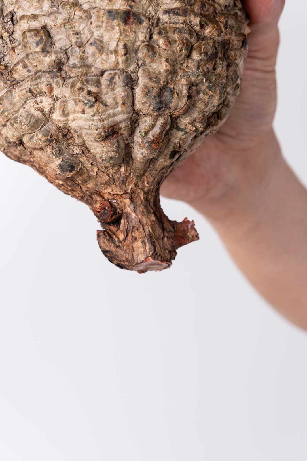 NP140 オペルクリカリア パキプス コーデックス ベアルート株 - メルカリ