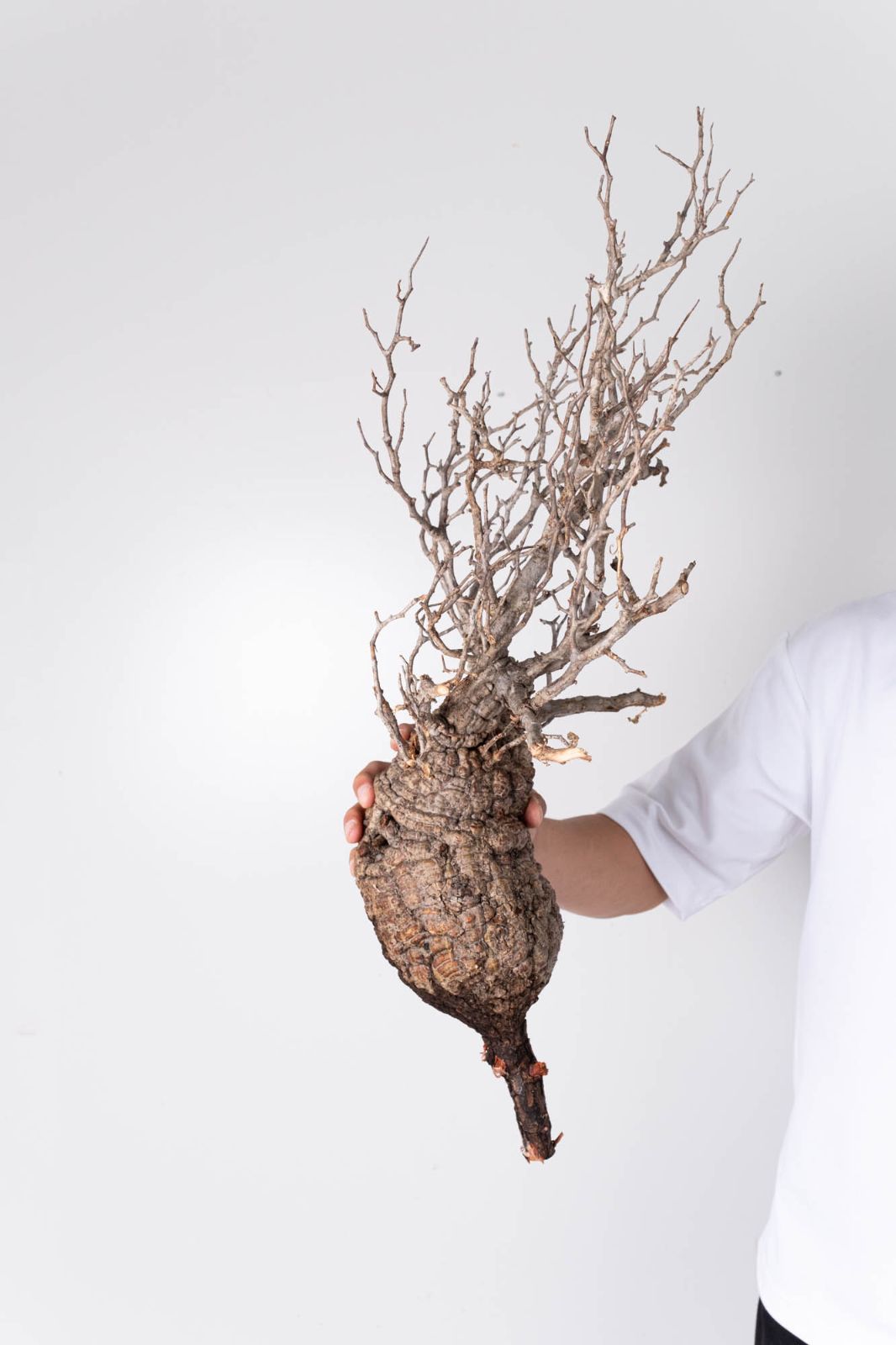 LP83 オペルクリカリア パキプス コーデックス ベアルート株 LP83 オペルクリカリア パキプス コーデックス ベアルート株 NP141