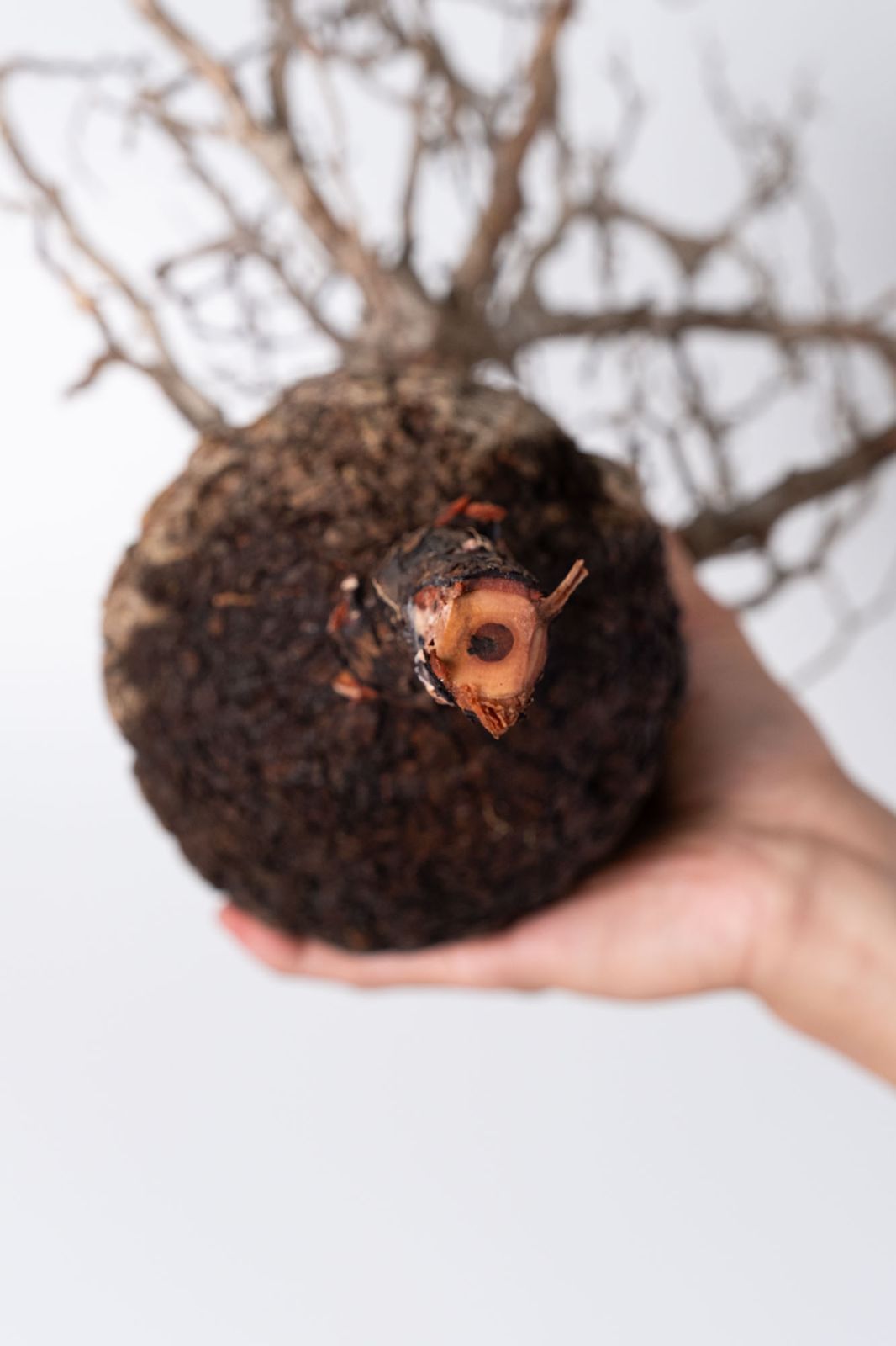 NP141 オペルクリカリア パキプス コーデックス ベアルート株