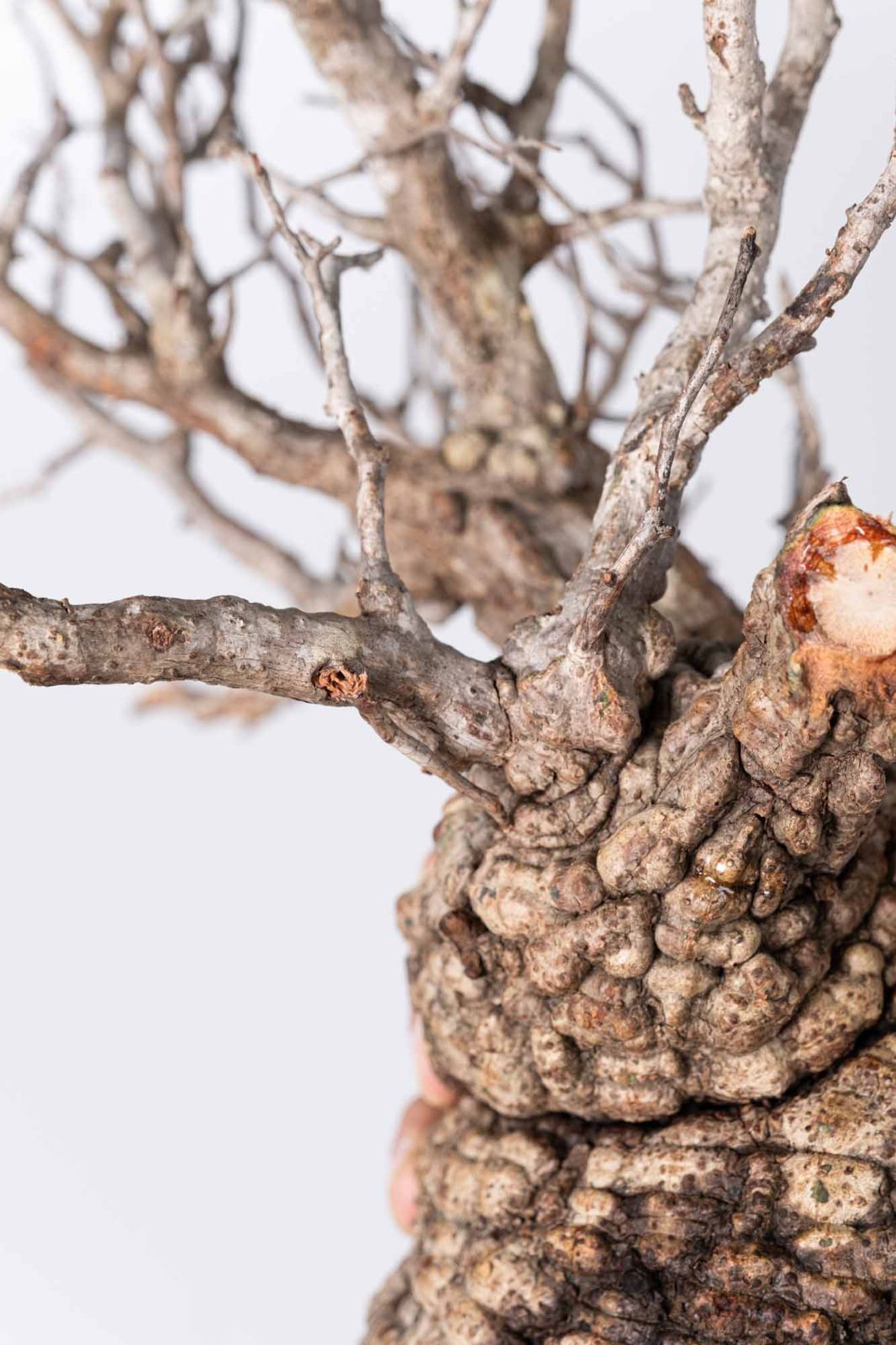 LP86 オペルクリカリア パキプス コーデックス ベアルート株 LP86 オペルクリカリア パキプス コーデックス ベアルート株