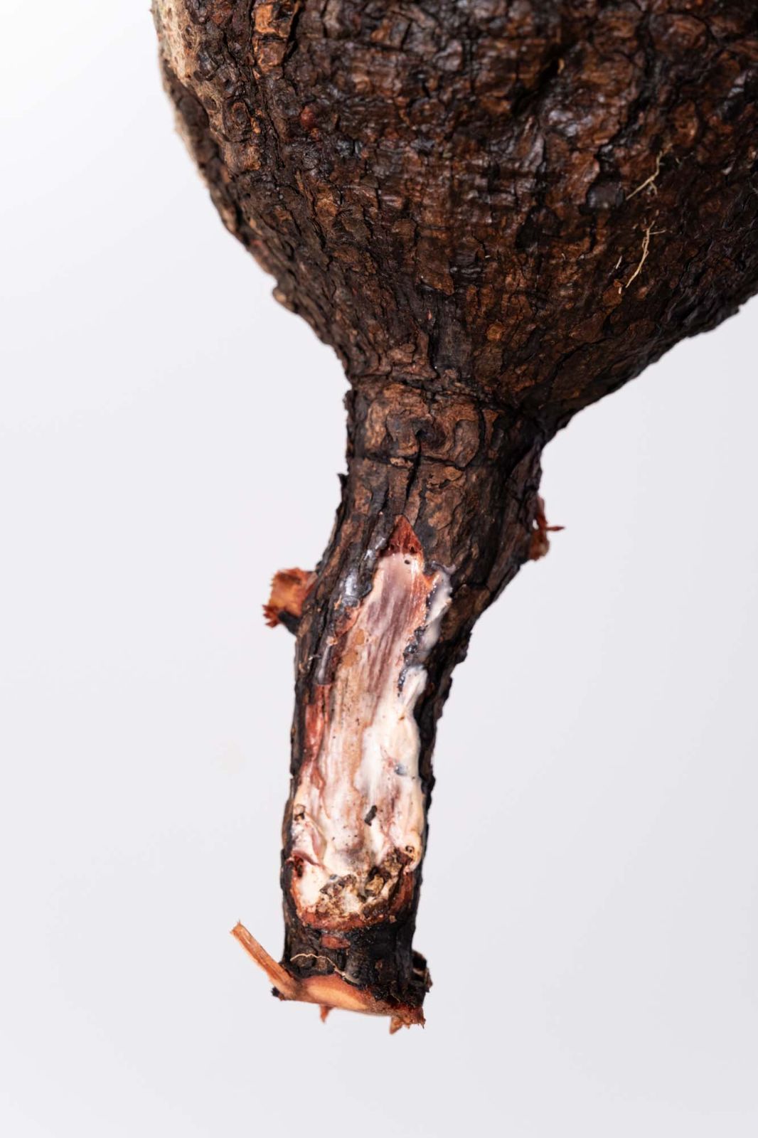 GP181 オペルクリカリア パキプス コーデックス ベアルート株 GP181