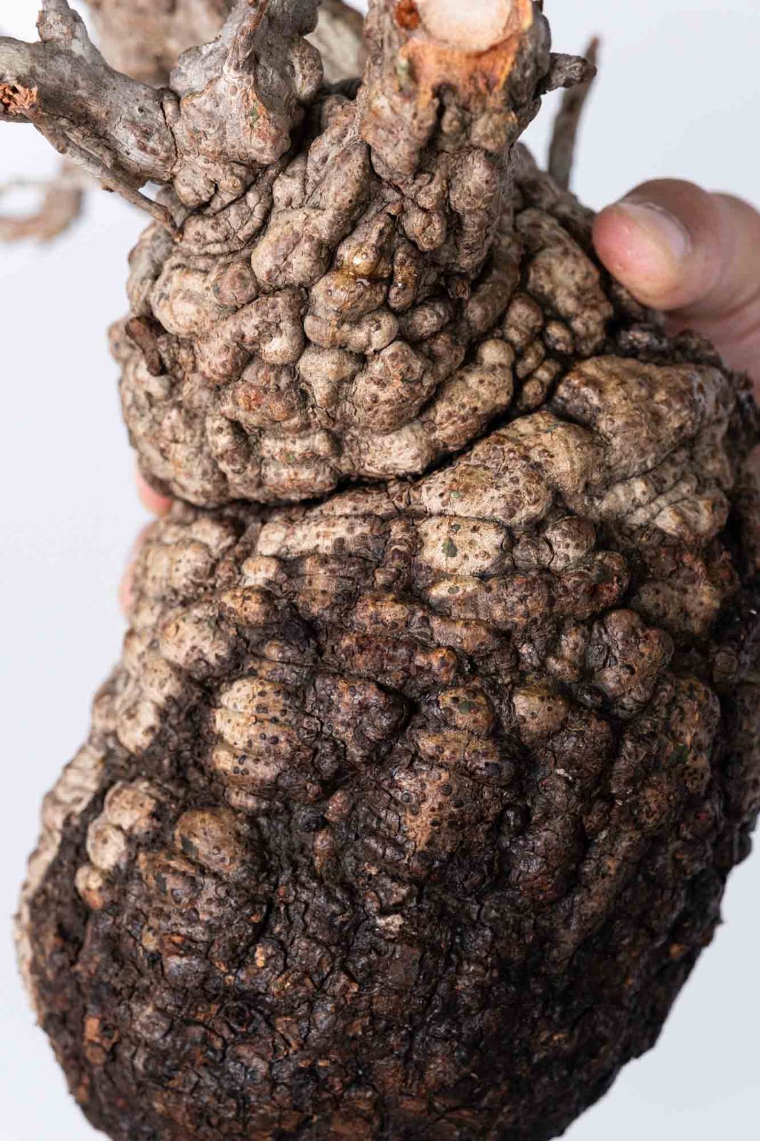 NP141 オペルクリカリア パキプス コーデックス ベアルート株