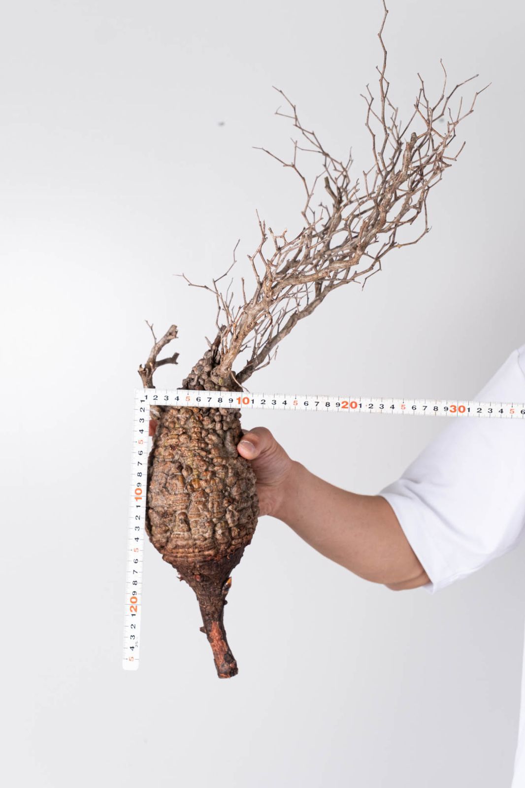 NP143 オペルクリカリア パキプス コーデックス ベアルート株 - メルカリ