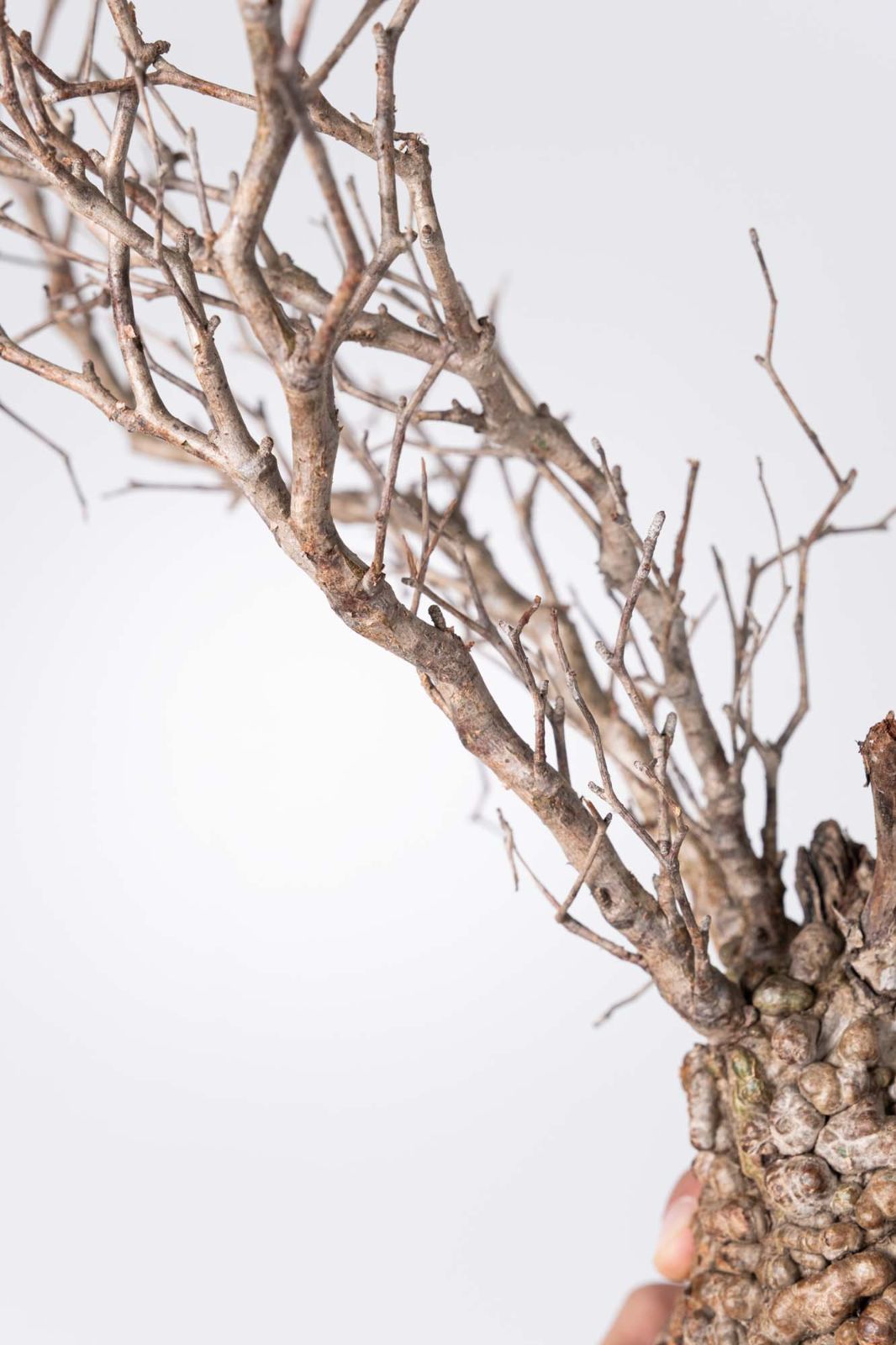 NP143 オペルクリカリア パキプス コーデックス ベアルート株 - メルカリ