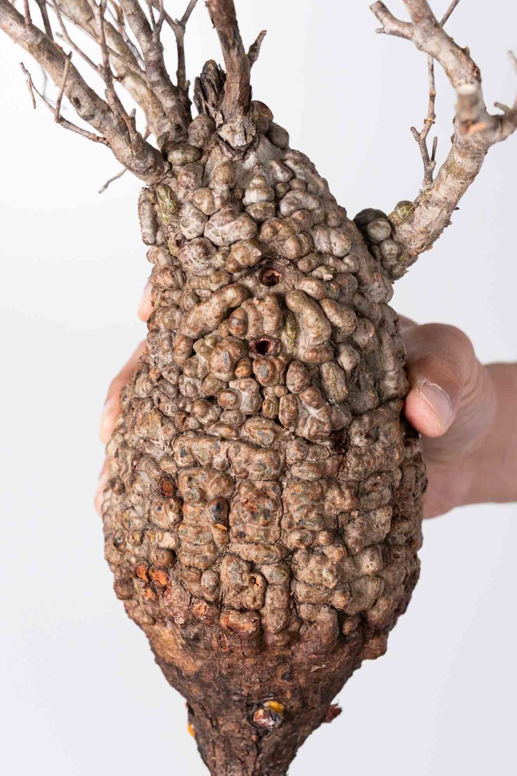 FP32 オペルクリカリア パキプス ベアルート株 FP32 オペルクリカリア パキプス ベアルート株 FP32 オペルクリカリア