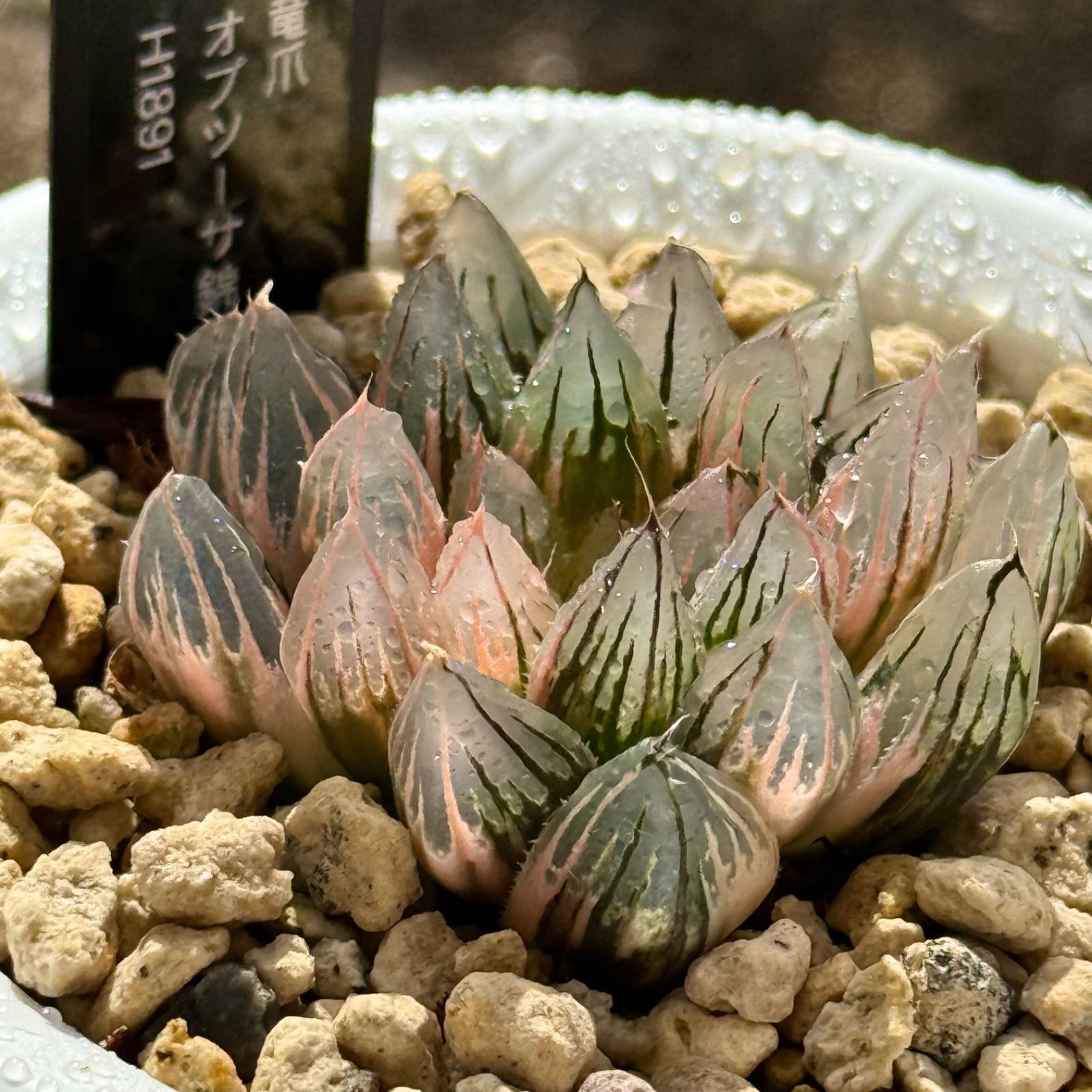 得々セット 竜爪オブツーサ錦H1891 ブルーレイオブツーサ