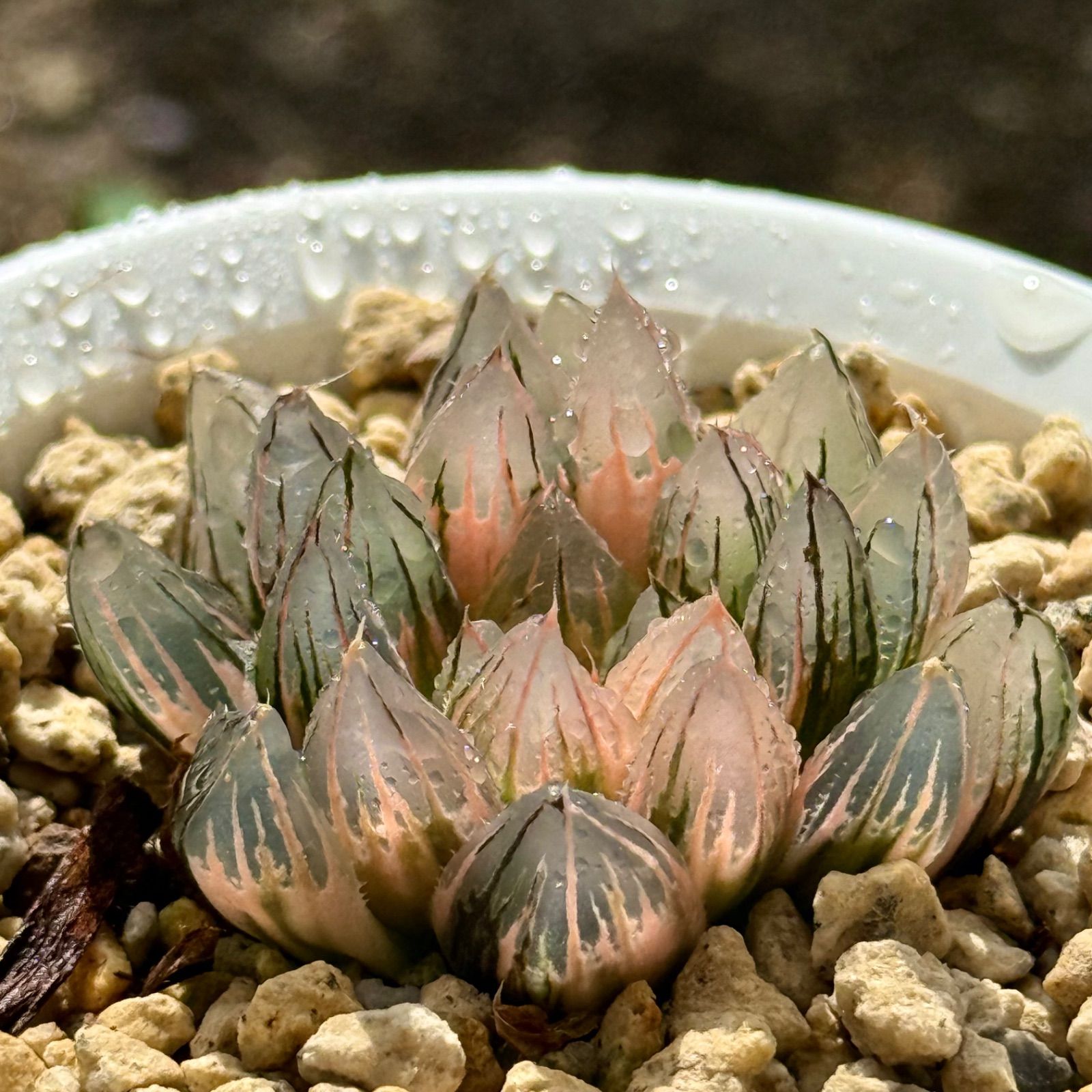 得々セット 竜爪オブツーサ錦H 1891 ブルーレイオブツーサ