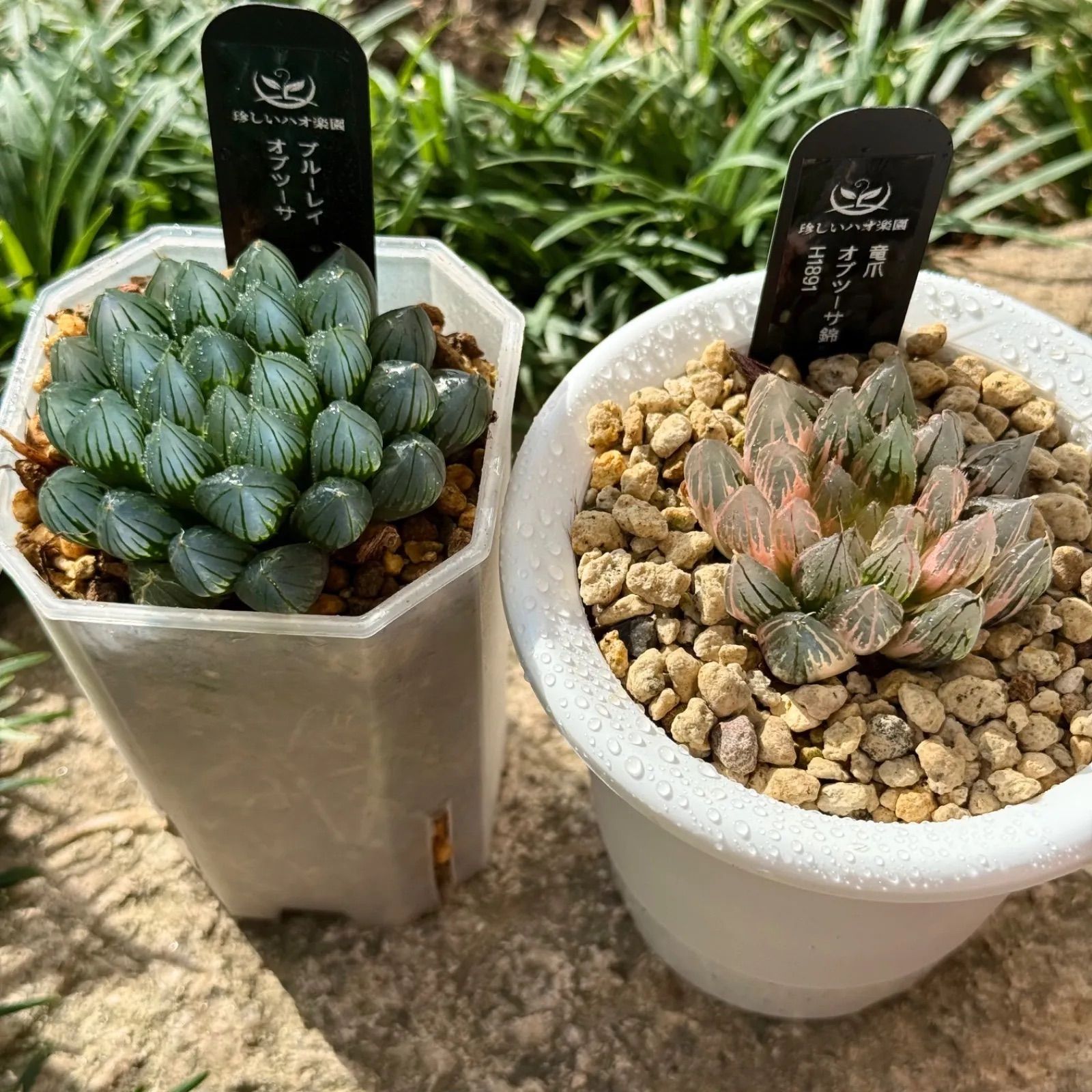 得々セット 竜爪オブツーサ錦H1891 ブルーレイオブツーサ