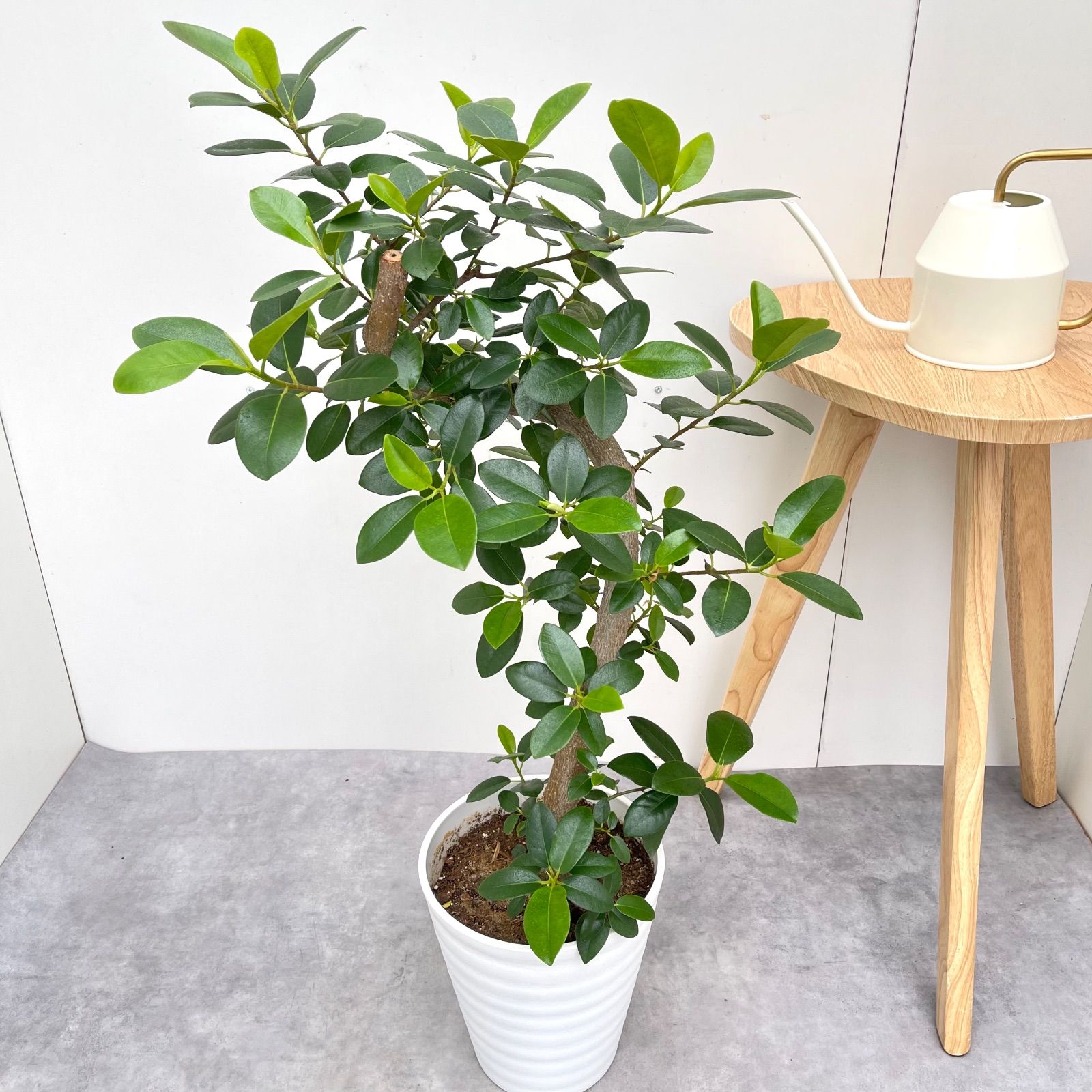 現品】フランスゴム 曲がり 7号 茶鉢（3） 観葉植物