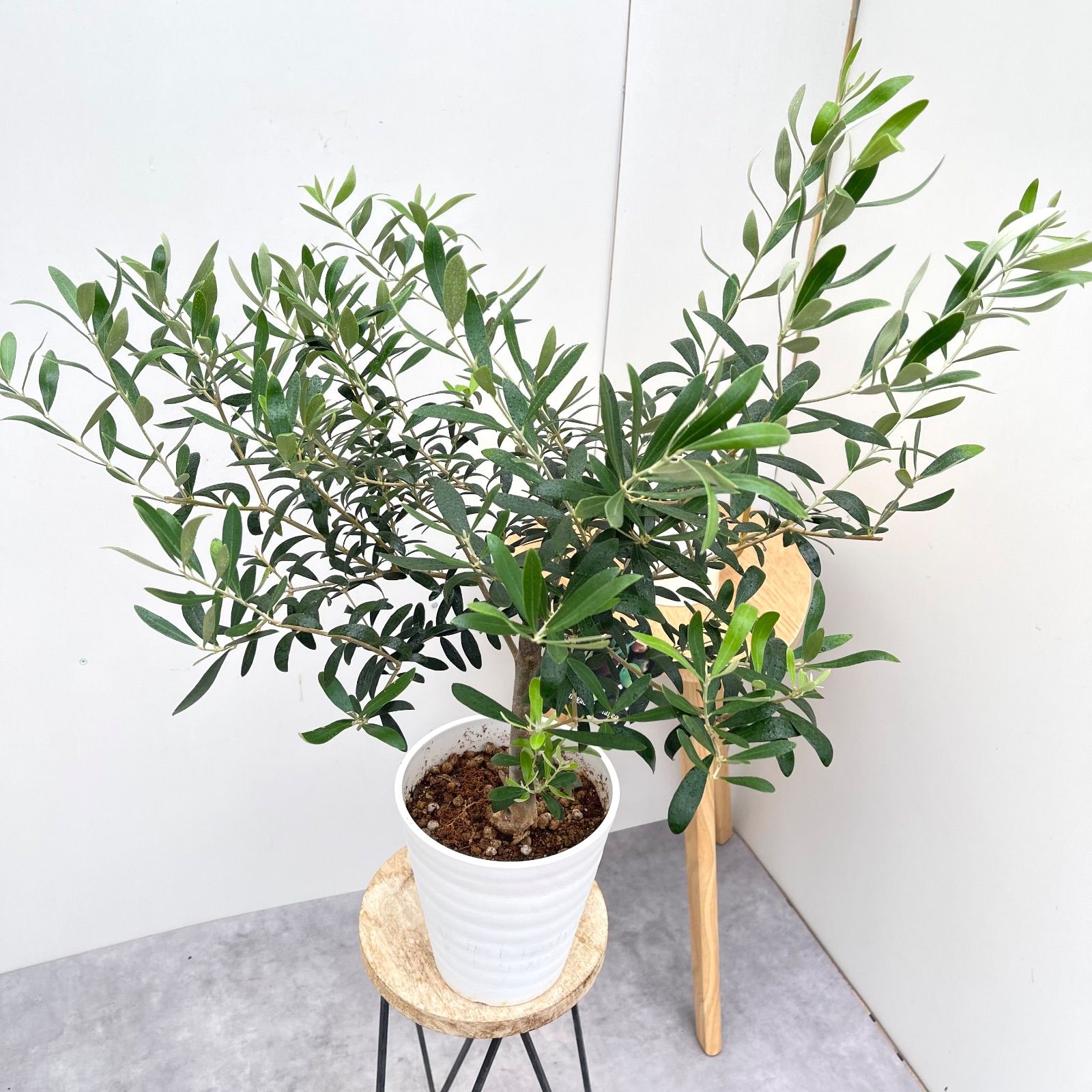 オリーブ ネバディロブランコ 4【現品】観葉植物 創樹 SOUJU 6号