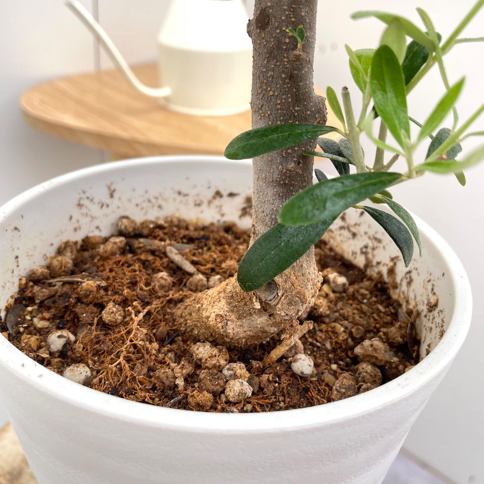 オリーブ ネバディロブランコ 4【現品】観葉植物 創樹 SOUJU 6号