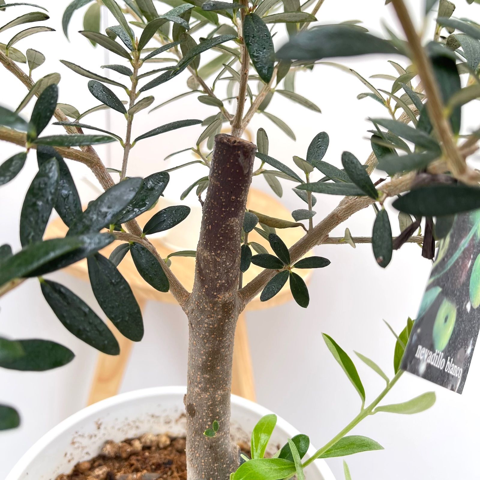 オリーブ ネバディロブランコ 4【現品】観葉植物 創樹 SOUJU 6号