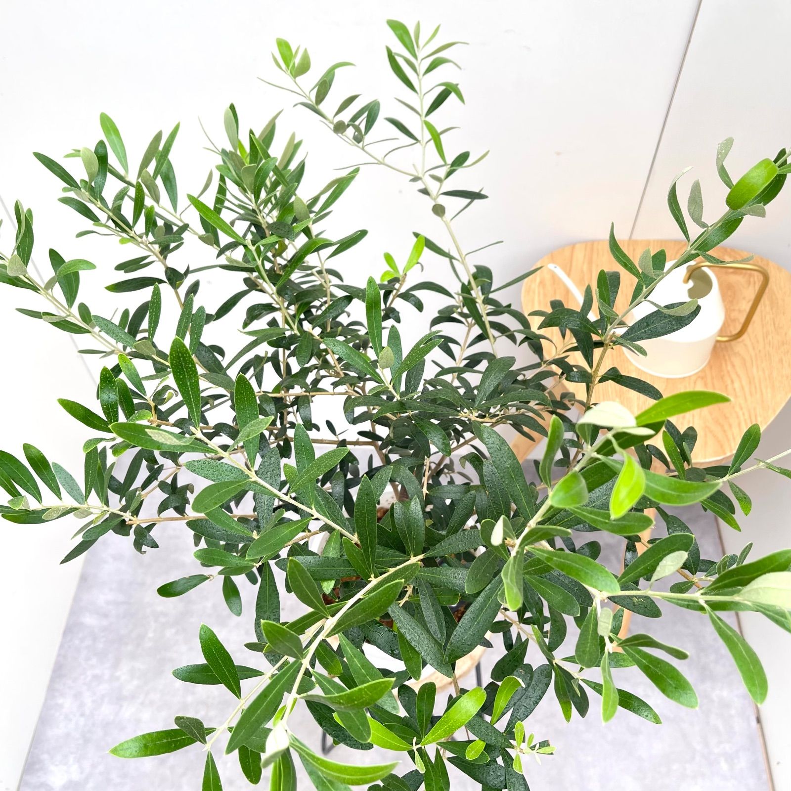 オリーブ ネバディロブランコ 4【現品】観葉植物 創樹 SOUJU 6号