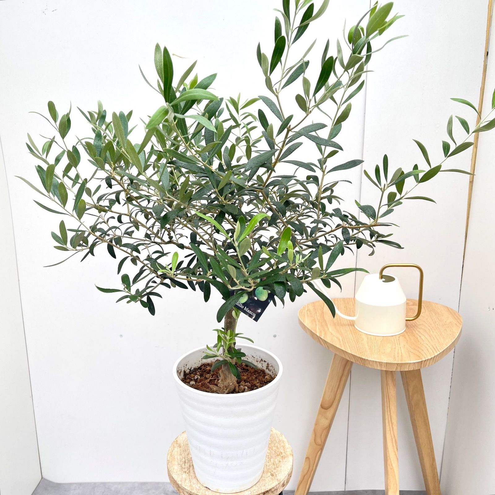 オリーブ ネバディロブランコ 4【現品】観葉植物 創樹 SOUJU 6号