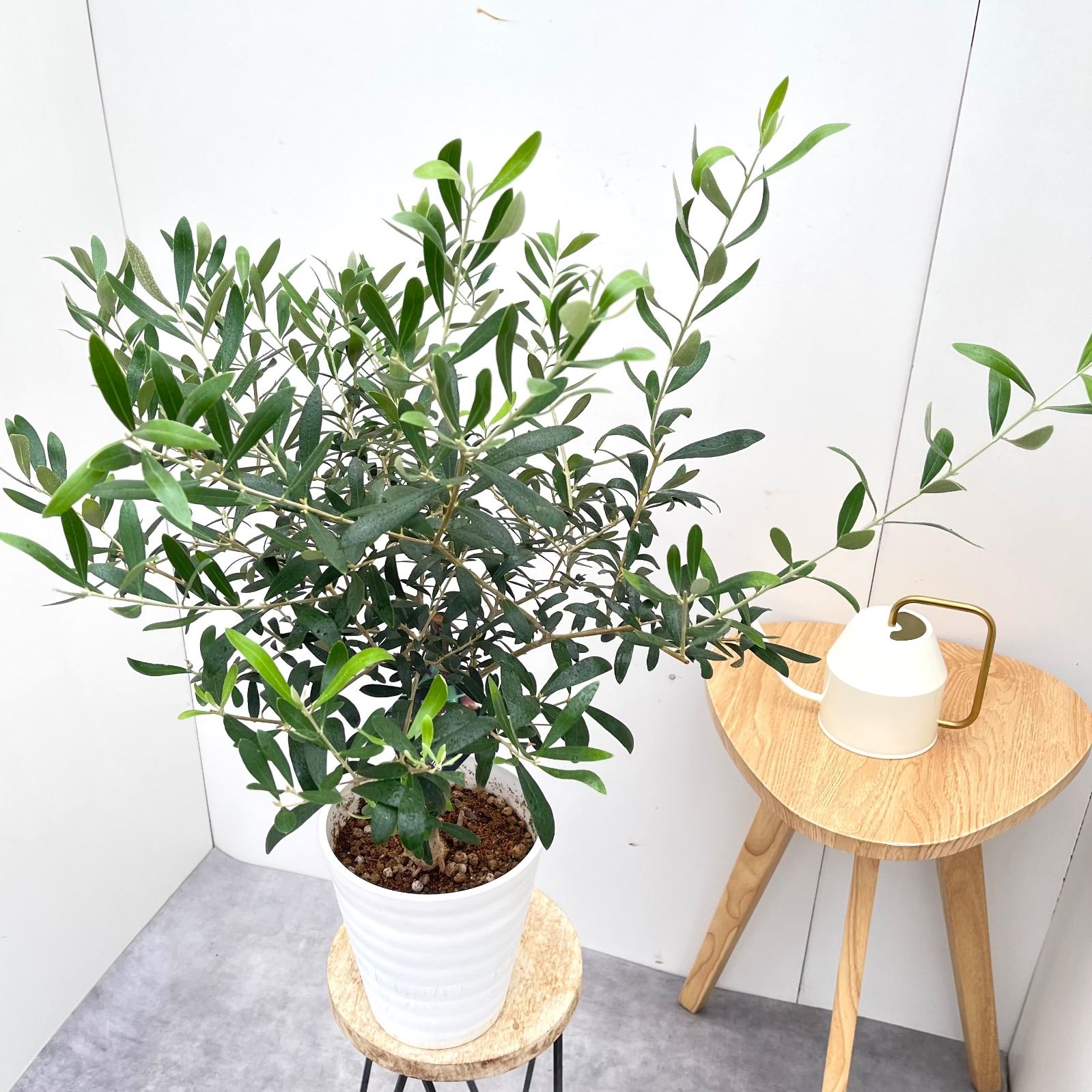 オリーブ ネバディロブランコ 4【現品】観葉植物 創樹 SOUJU 6号