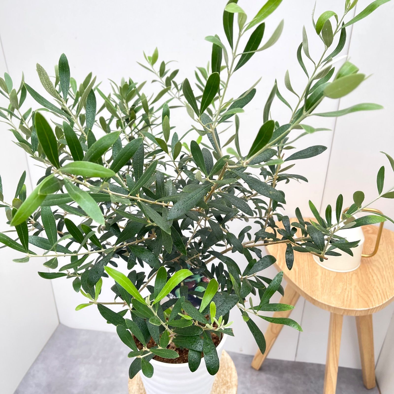 オリーブ ネバディロブランコ 4【現品】観葉植物 創樹 SOUJU 6号